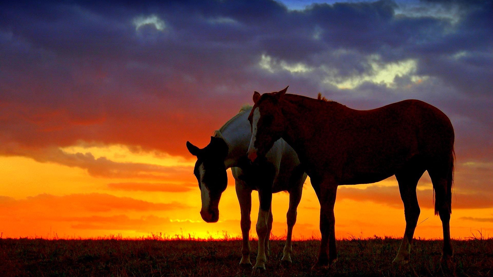 Descarga gratis la imagen Animales, Caballo, Atardecer en el escritorio de tu PC