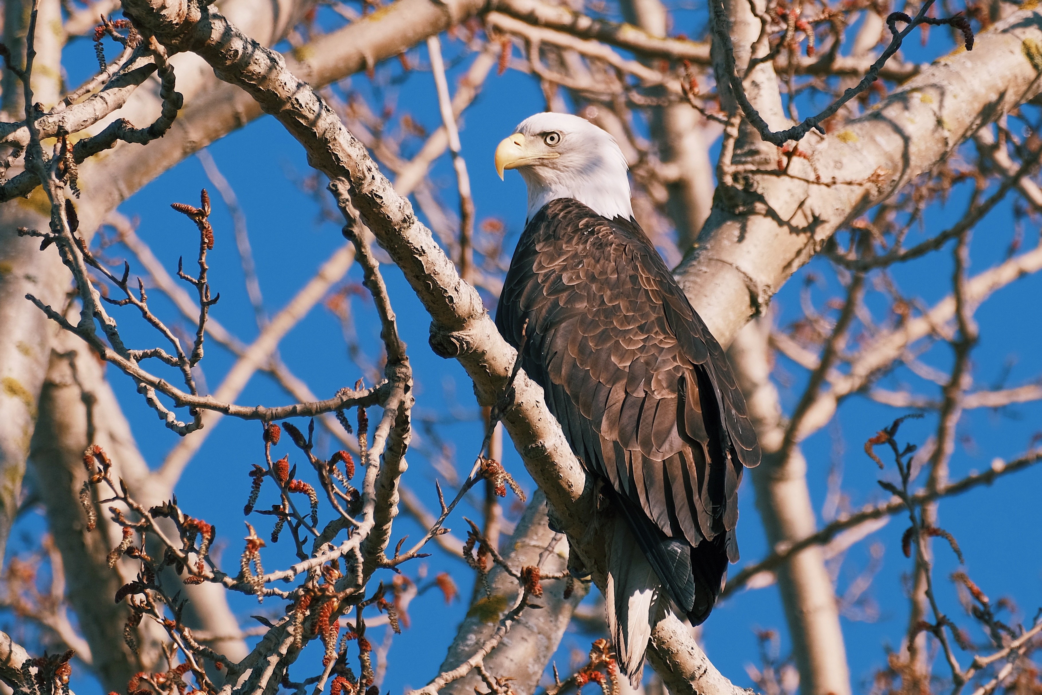 Handy-Wallpaper Tiere, Vögel, Weißkopfseeadler, Raubvogel kostenlos herunterladen.