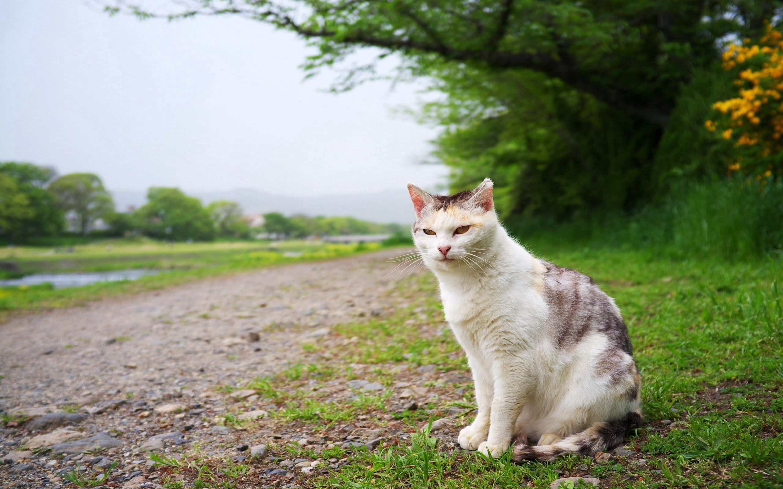 Download mobile wallpaper Spotty, Spotted, Grass, Sit, Glade, Polyana, Animals, Cat for free.