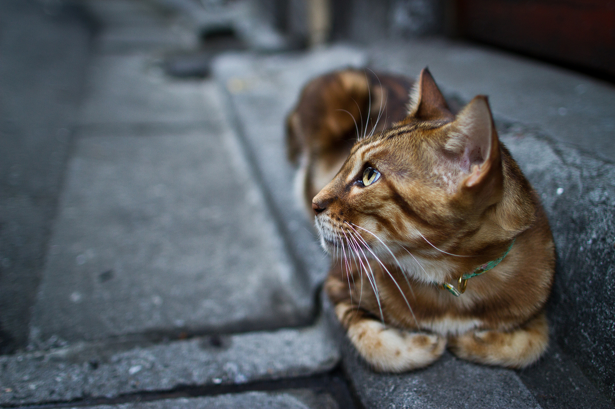 Laden Sie das Tiere, Katzen, Katze-Bild kostenlos auf Ihren PC-Desktop herunter