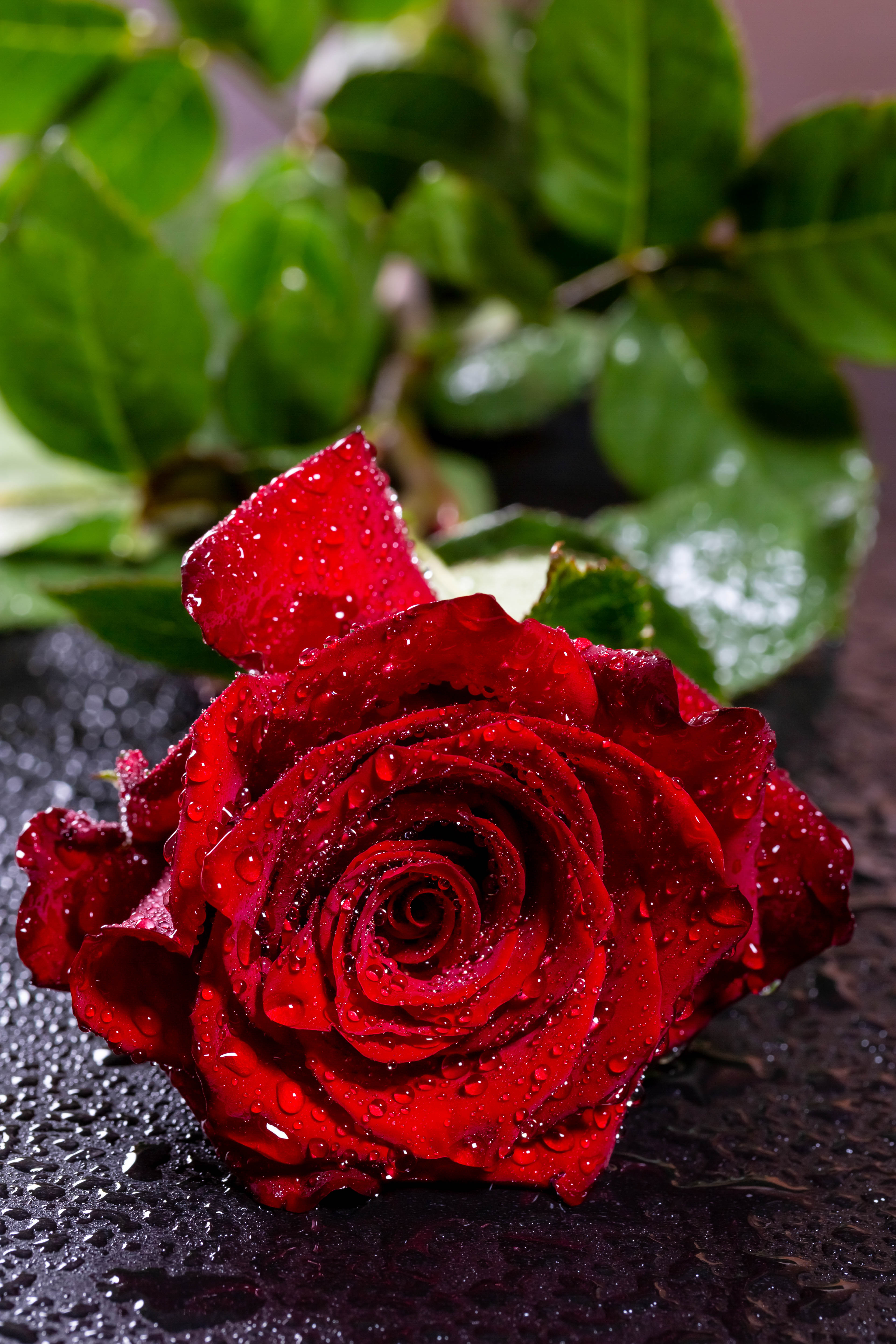 無料モバイル壁紙滴, つぼみ, 蕾, 水分, 湿気, 花びら, 花, バラの花, 赤い, フラワーズ, 薔薇をダウンロードします。