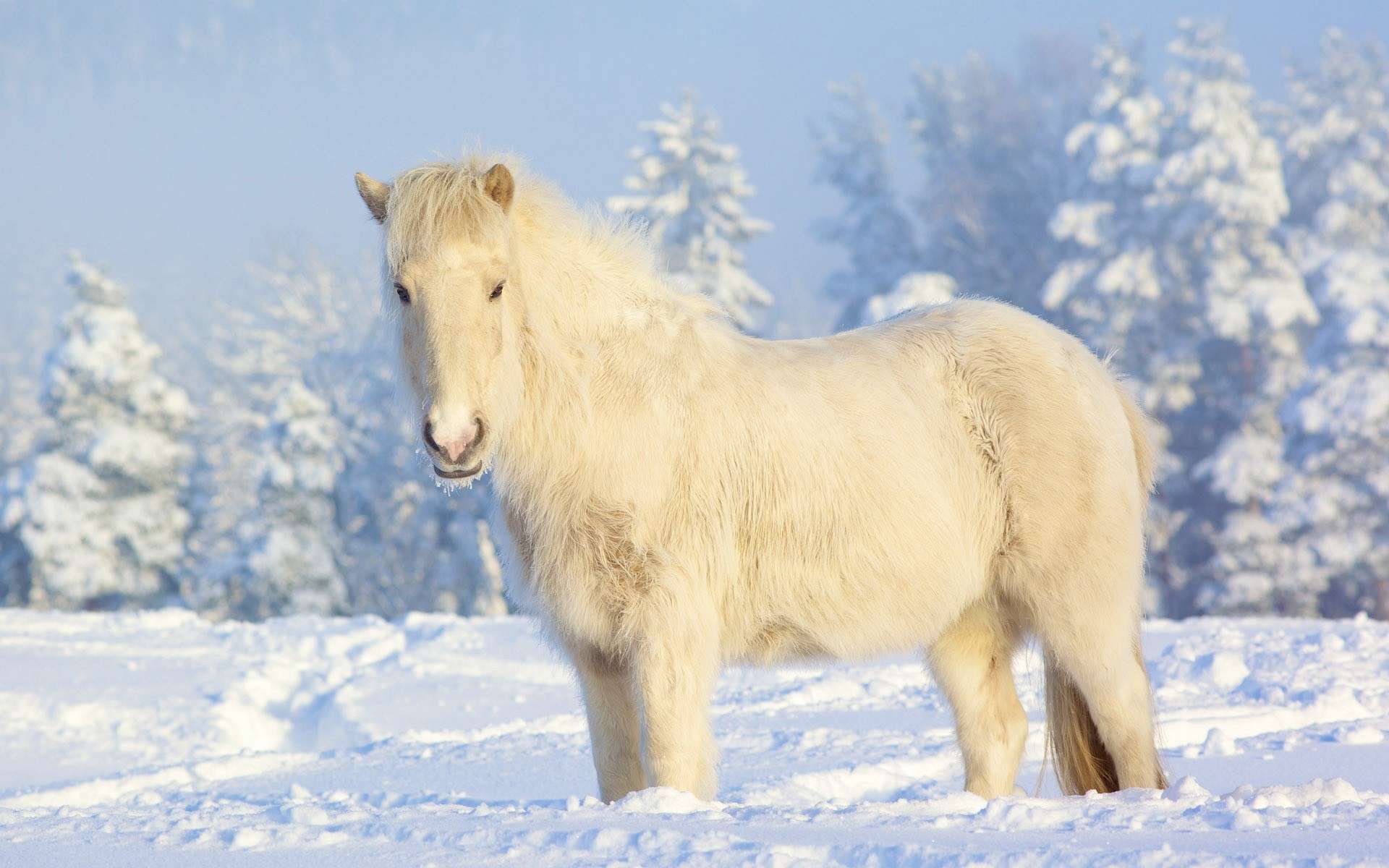 Handy-Wallpaper Tiere, Hauspferd kostenlos herunterladen.