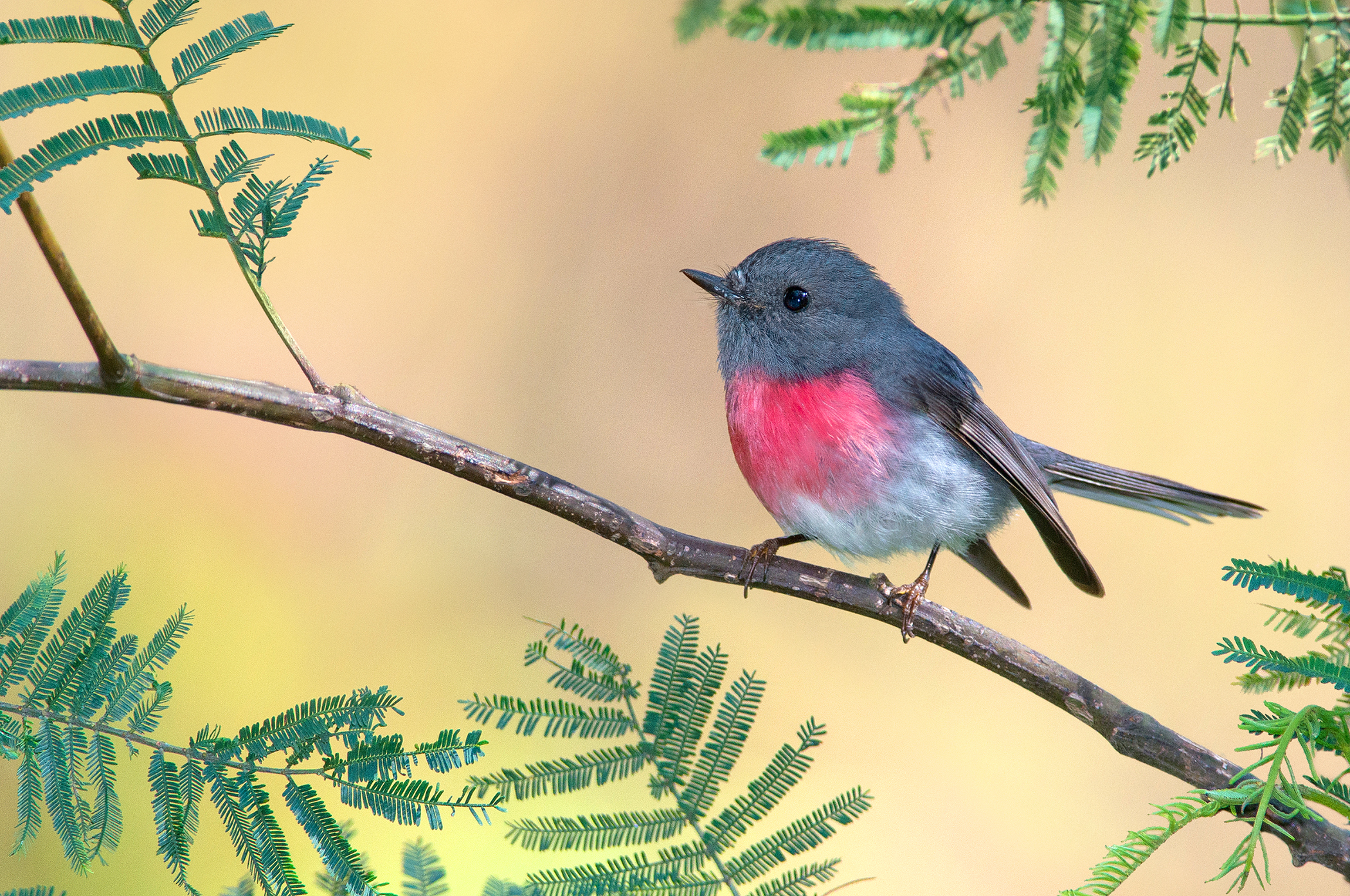 Download mobile wallpaper Birds, Bird, Branch, Animal, Flycatcher for free.