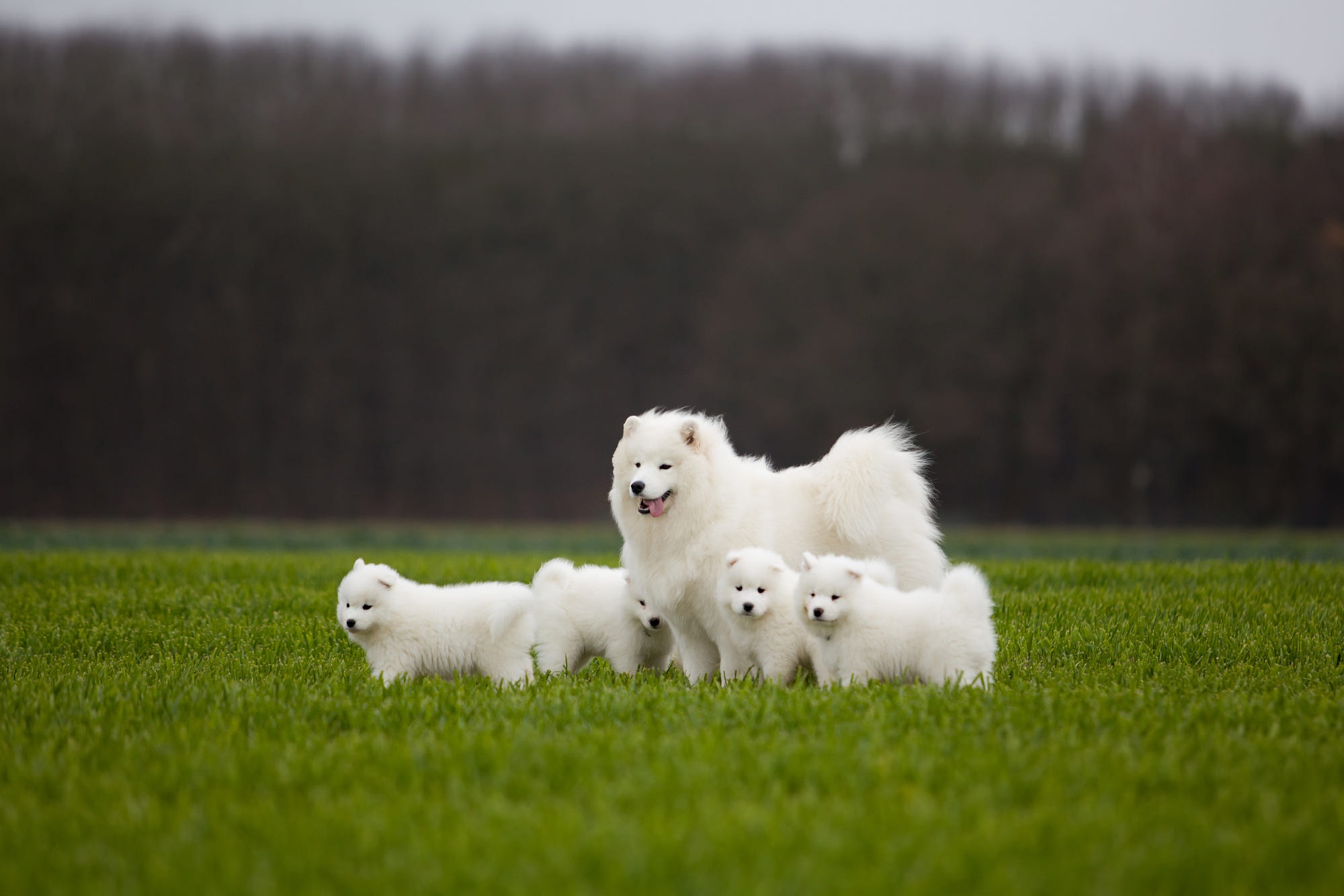 Free download wallpaper Dogs, Dog, Animal, Puppy, Samoyed, Baby Animal on your PC desktop