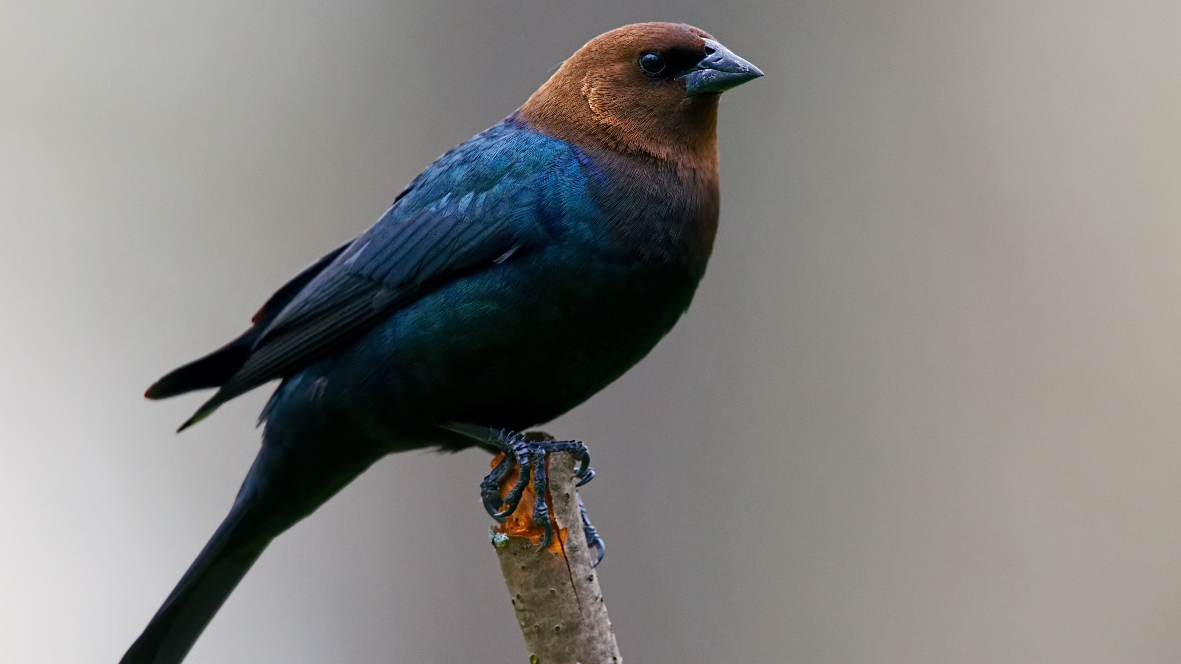 Melhores papéis de parede de Vaqueiro De Cabeça Castanha para tela do telefone