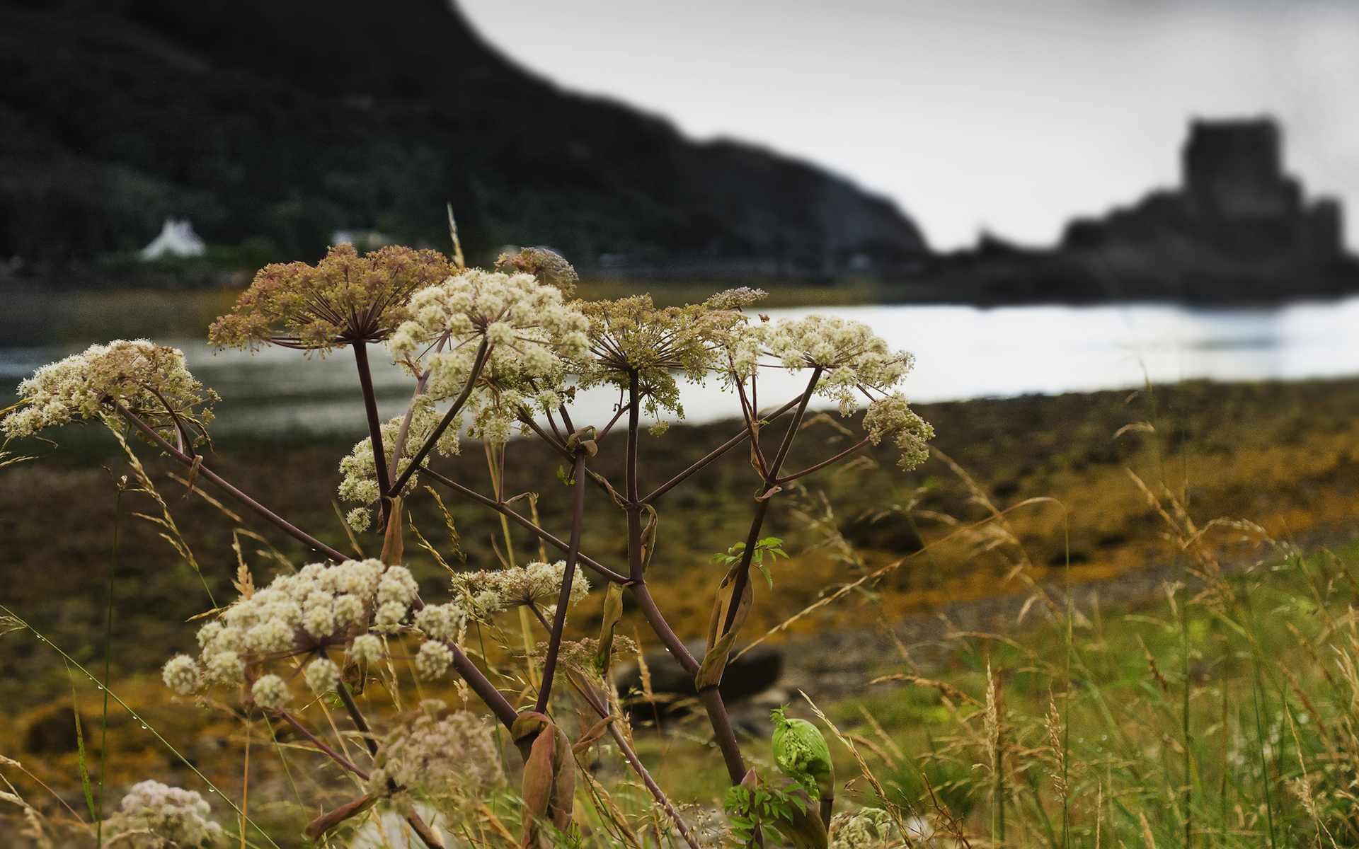 Laden Sie das Blumen, Blume, Erde/natur-Bild kostenlos auf Ihren PC-Desktop herunter