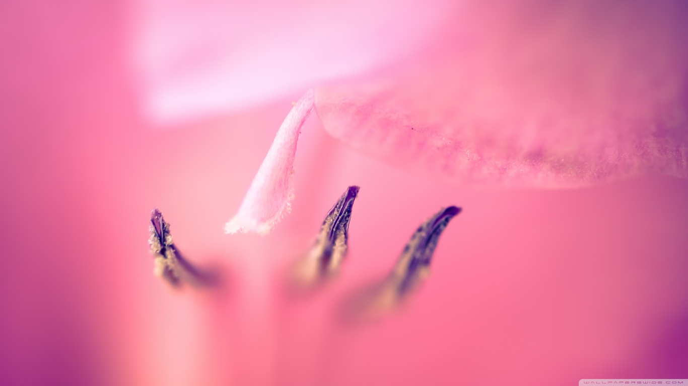 Téléchargez gratuitement l'image Fleurs, Fleur, Terre/nature sur le bureau de votre PC