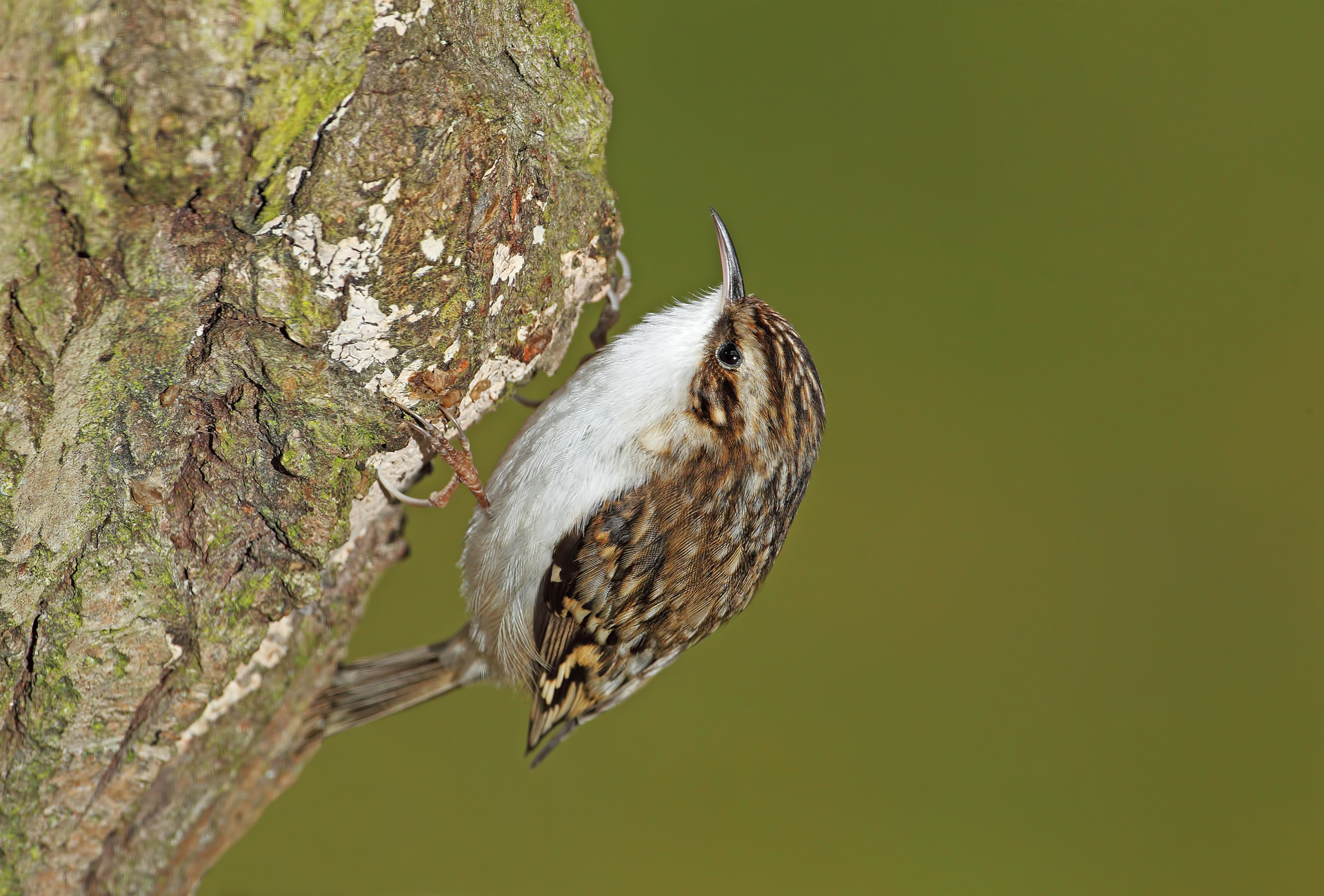 Laden Sie das Tiere, Vögel, Vogel-Bild kostenlos auf Ihren PC-Desktop herunter