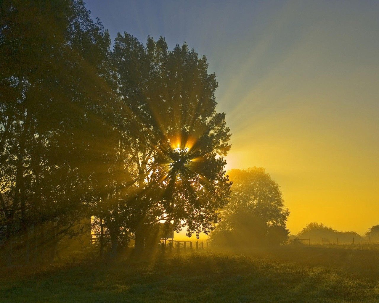 nature, sun, shine, light, wood, beams, rays, tree, crown, krone, field, morning