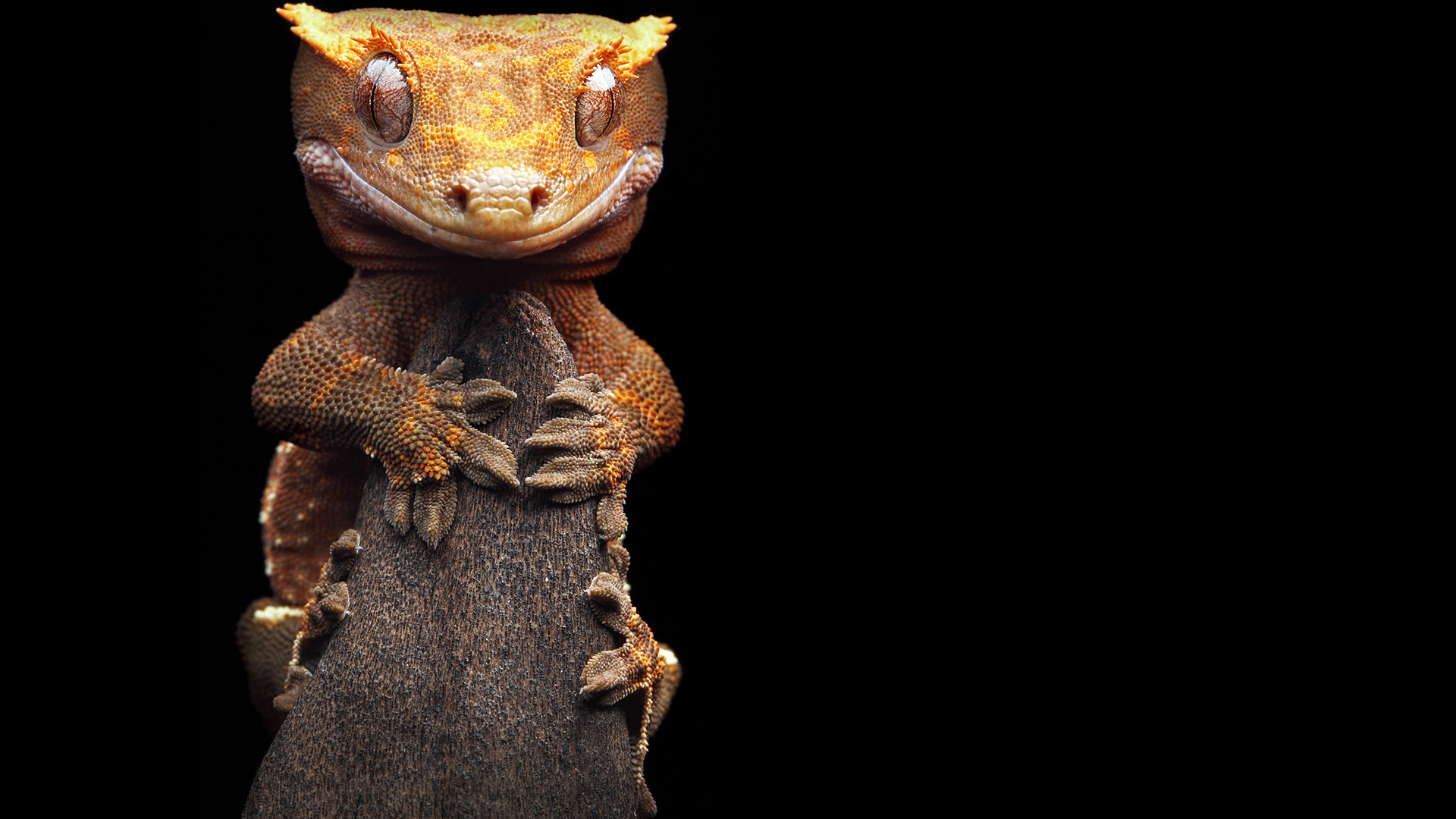 296869 descargar fondo de pantalla geco, animales, reptiles: protectores de pantalla e imágenes gratis