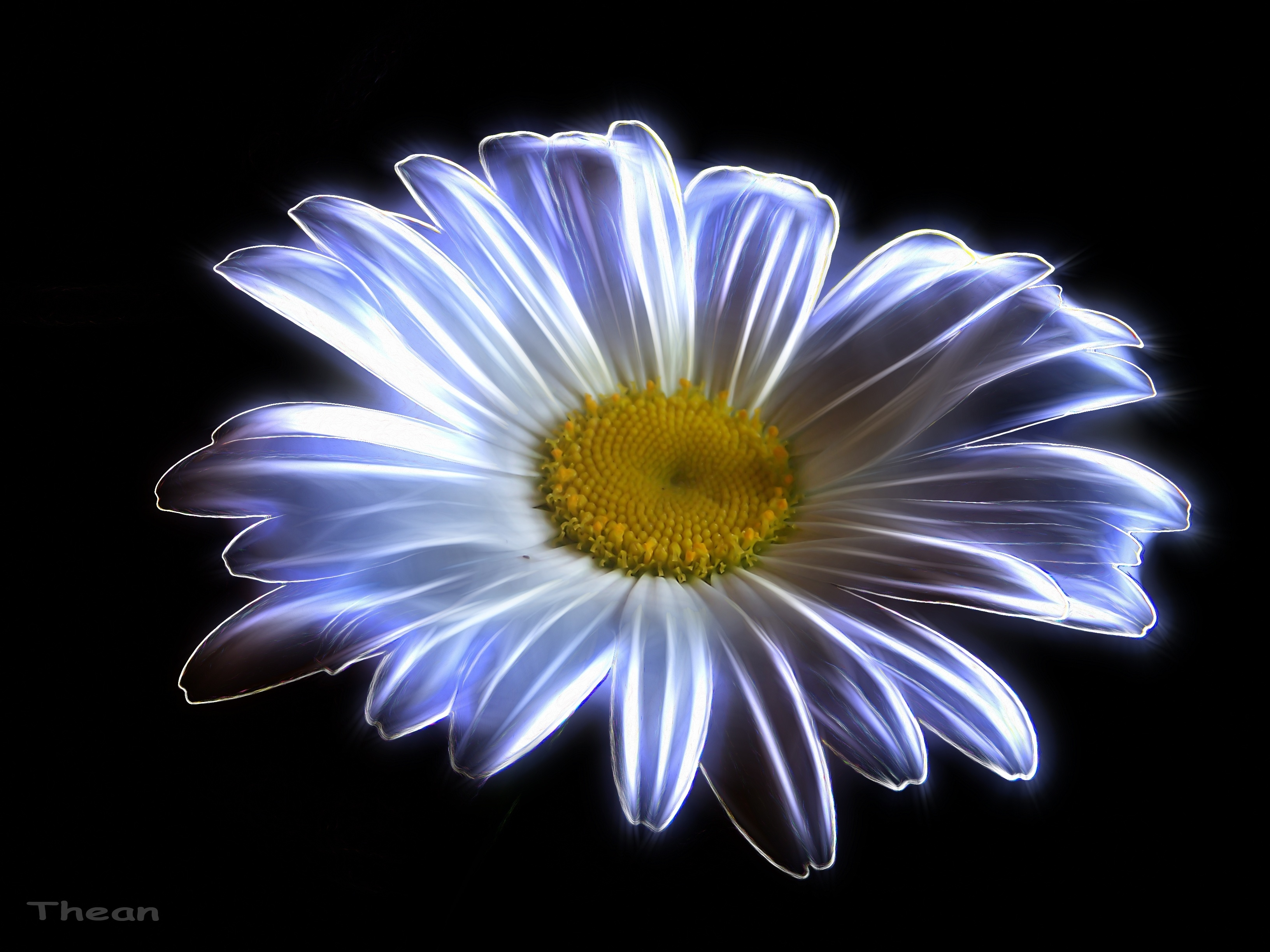 Free download wallpaper Flowers, Flower, Artistic, Daisy, Cgi on your PC desktop