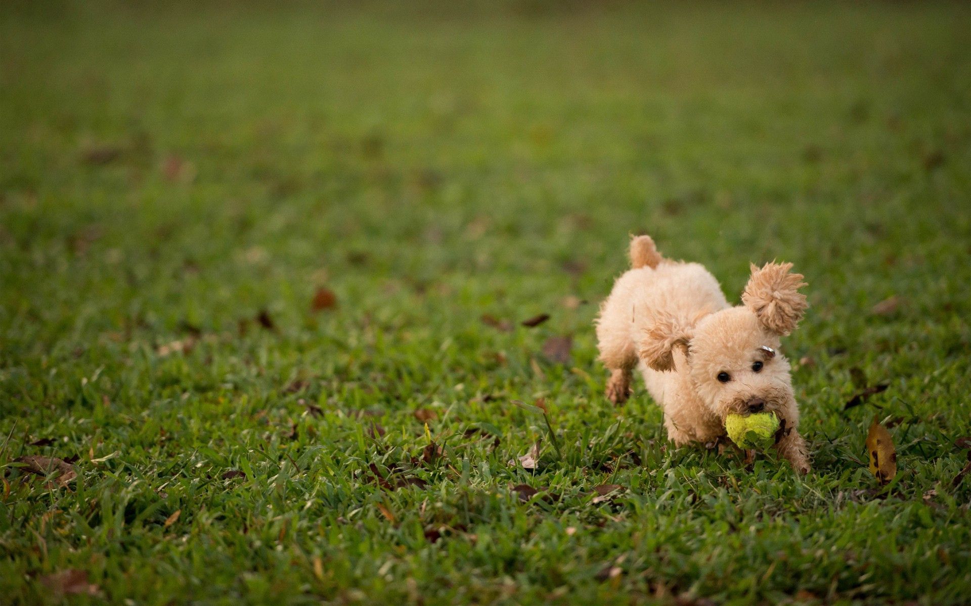 Handy-Wallpaper Hund, Grass, Spielzeug, Ball, Tiere kostenlos herunterladen.