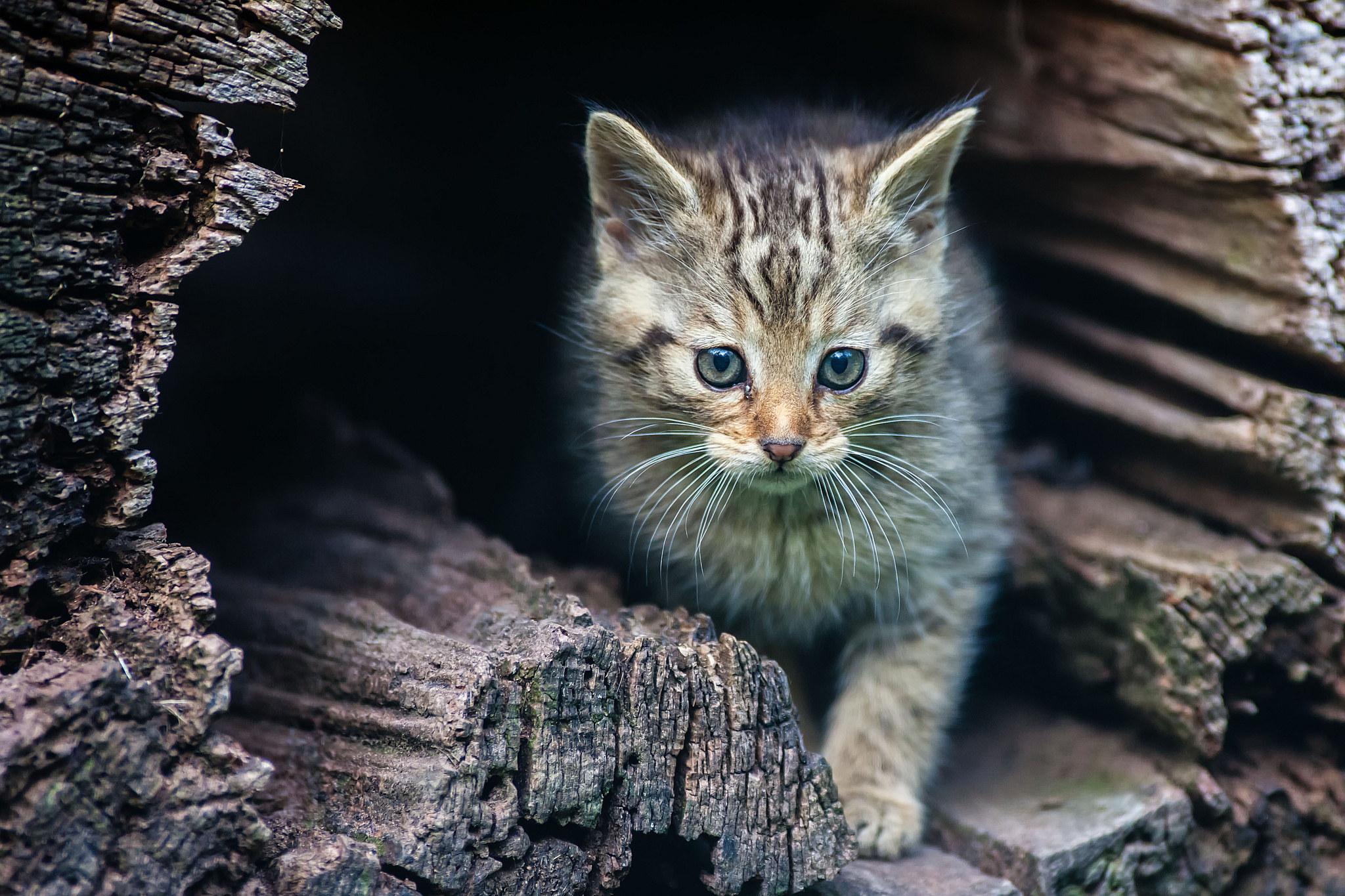 Laden Sie das Tiere, Katzen, Katze-Bild kostenlos auf Ihren PC-Desktop herunter