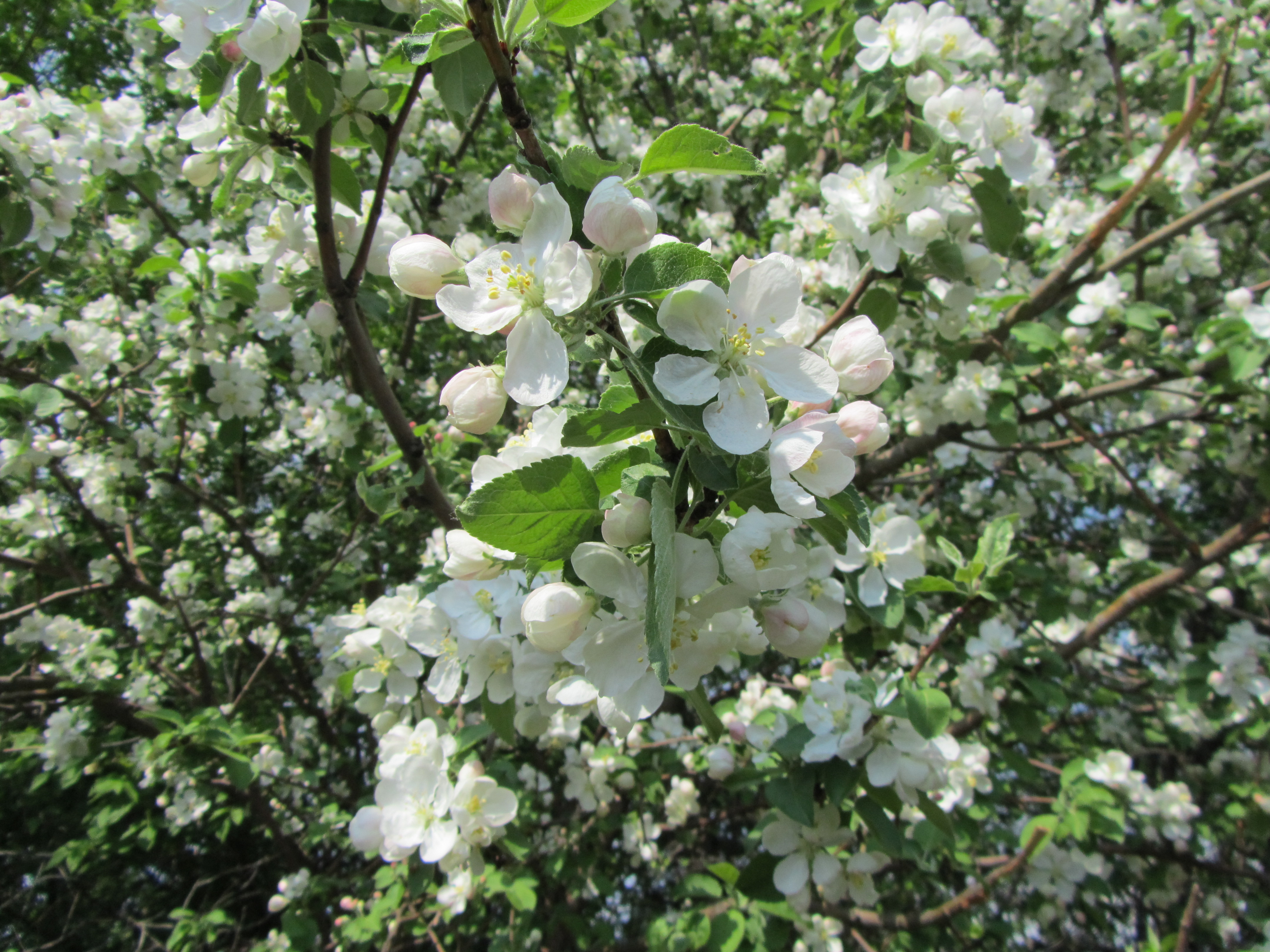 Free download wallpaper Blossom, Flowers, Earth on your PC desktop