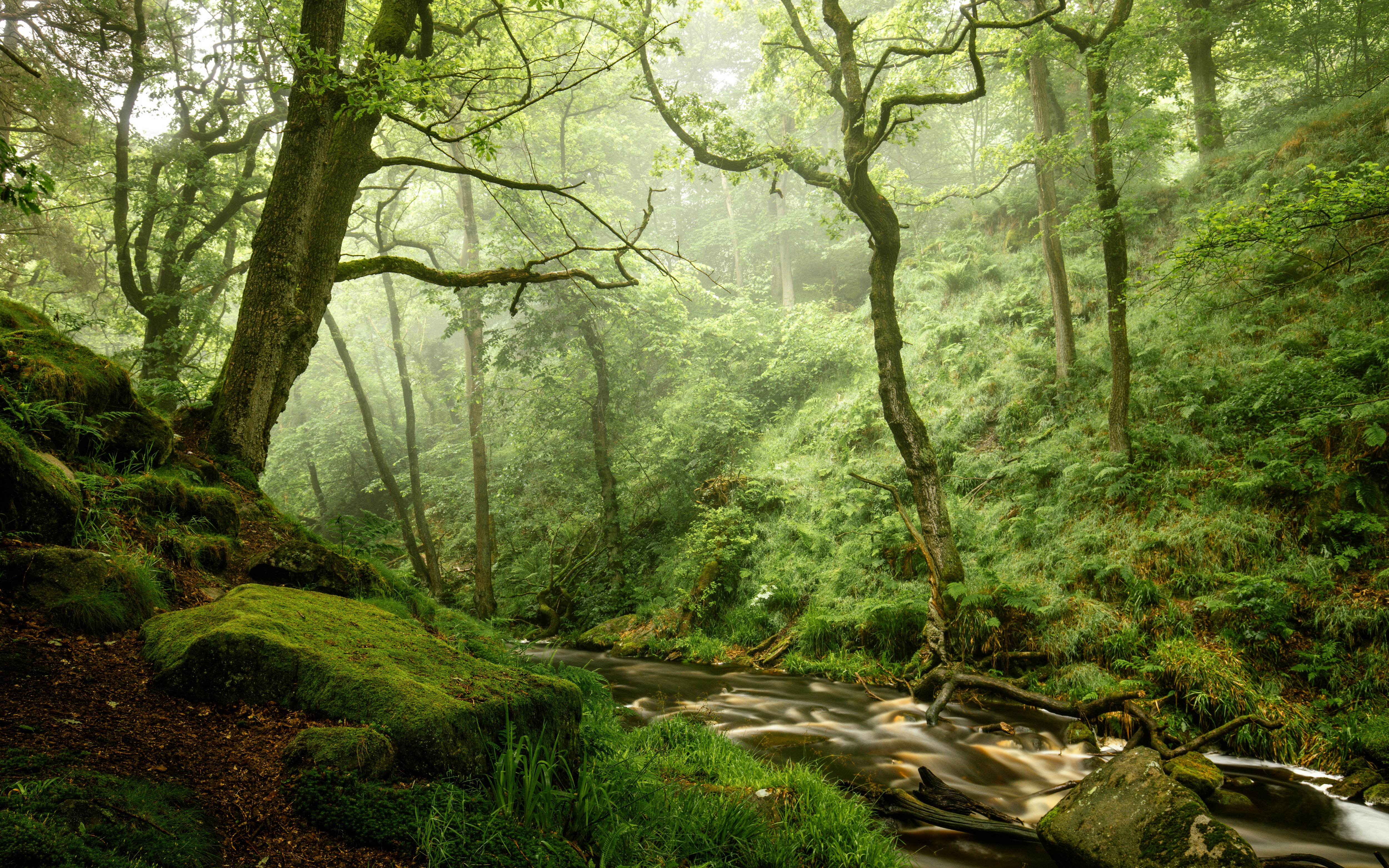 Скачать картинку Природа, Лес, Дерево, Зелень, Ручей, Земля/природа в телефон бесплатно.