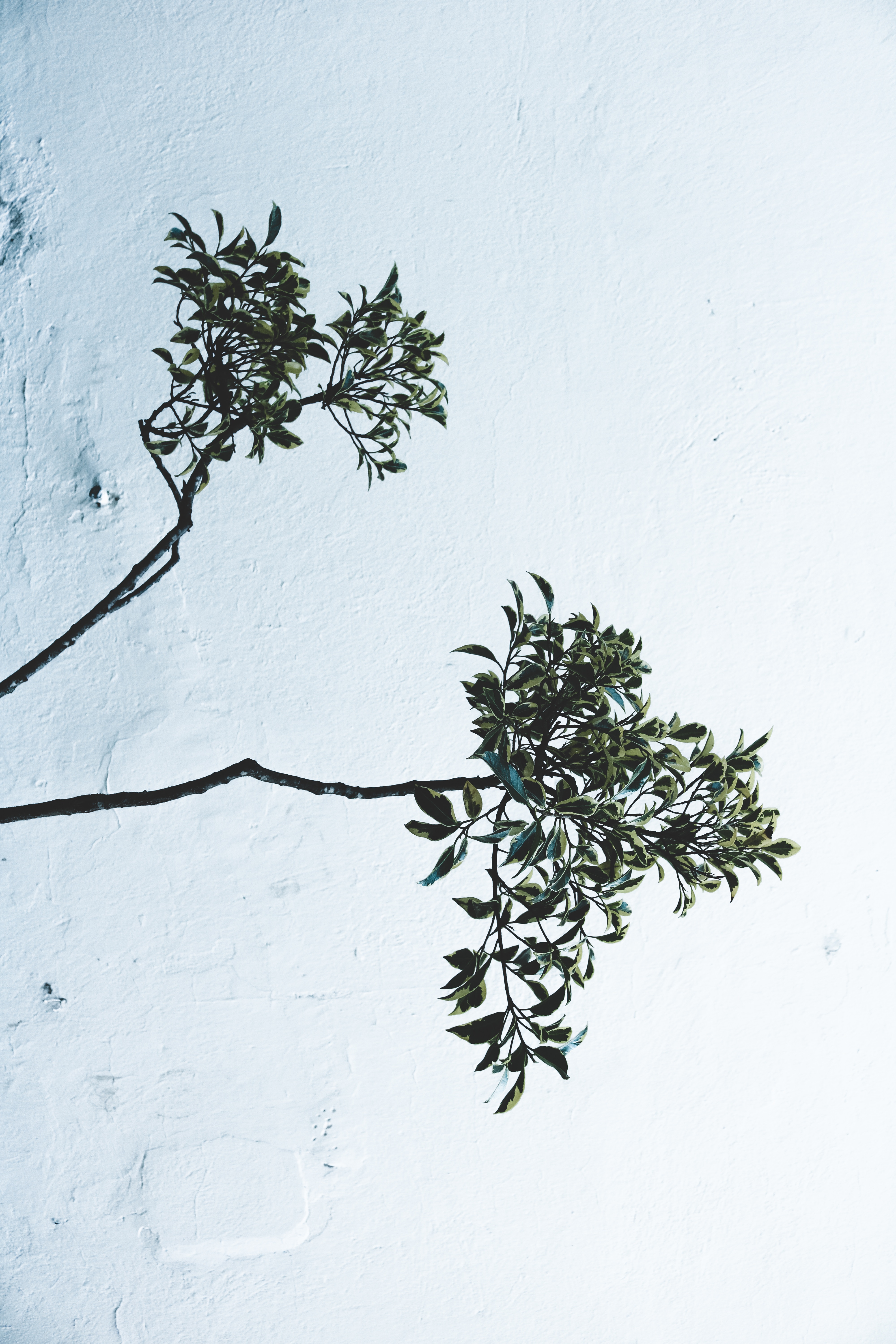 Download mobile wallpaper Branches, Wall, Leaves, Plant, Minimalism for free.