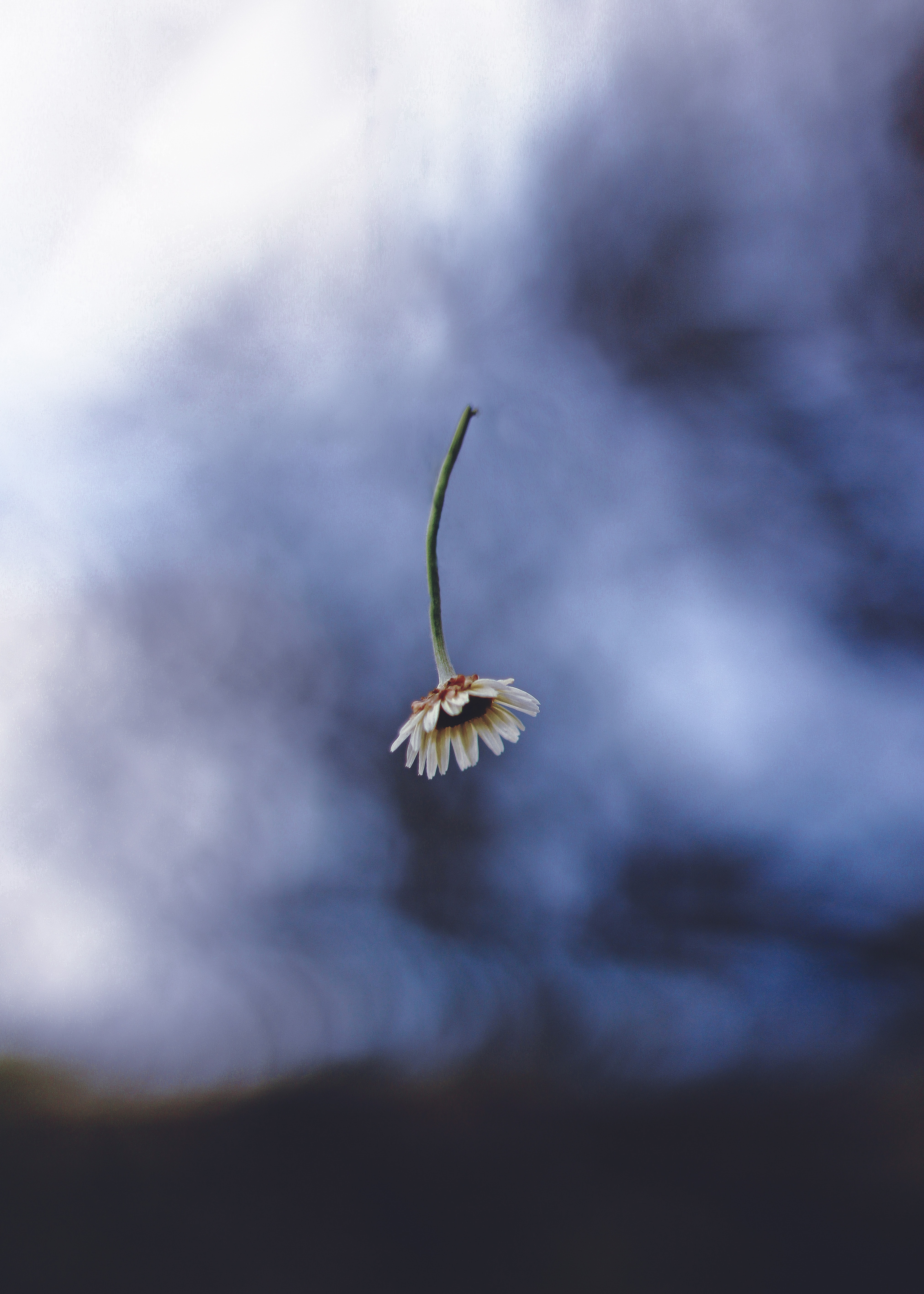 Download mobile wallpaper Chamomile, Camomile, Flower, Macro, Minimalism for free.