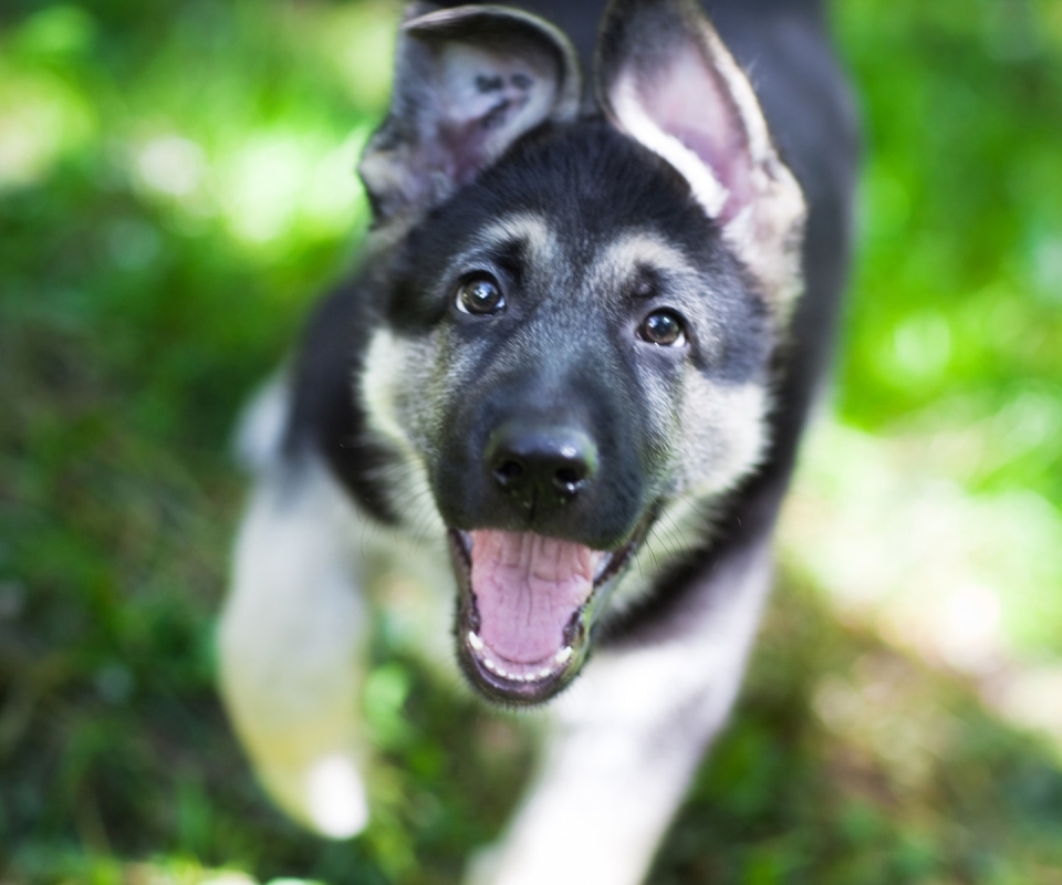 Baixar papel de parede para celular de Animais, Cães, Filhote gratuito.