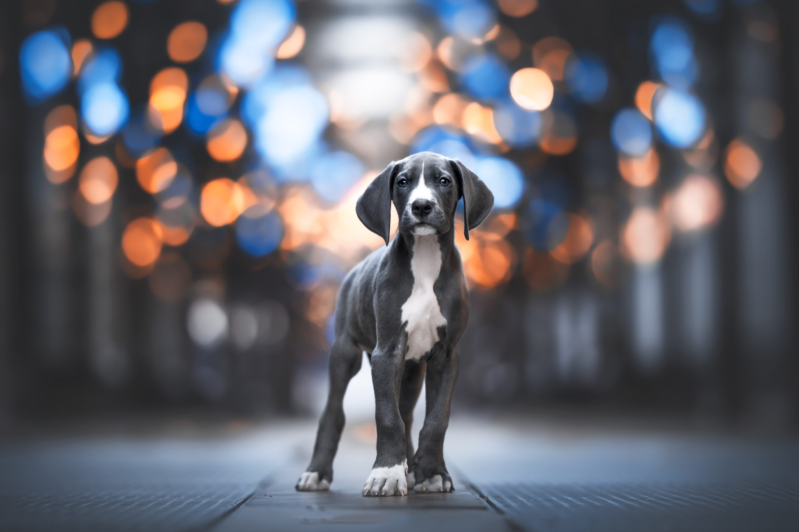 Free download wallpaper Dogs, Animal, Puppy, Weimaraner, Baby Animal on your PC desktop