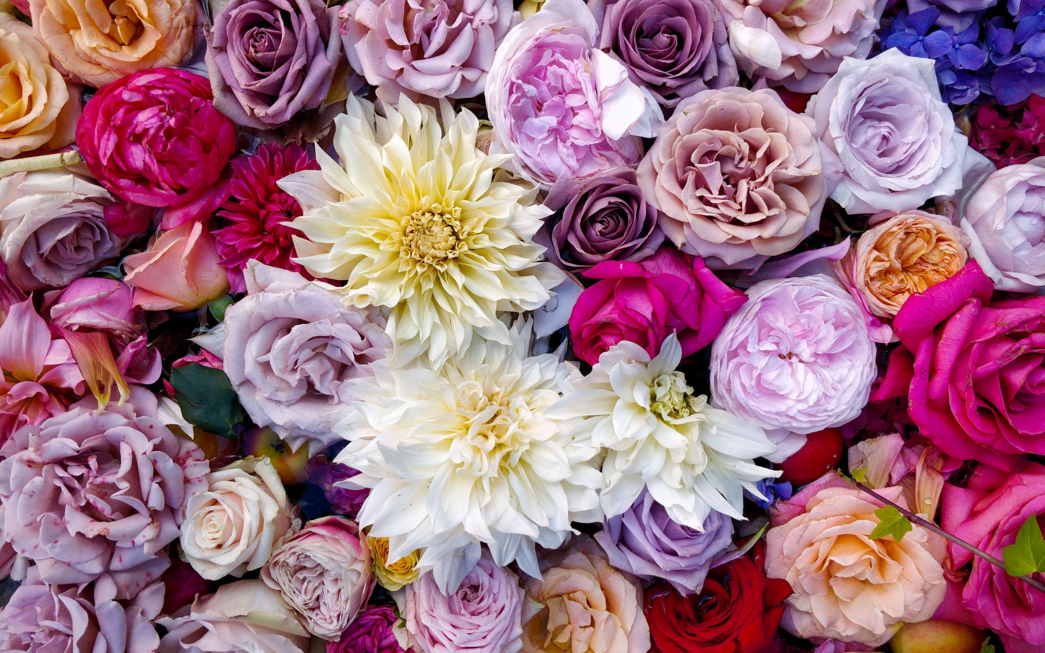 Handy-Wallpaper Blumen, Blume, Rose, Farben, Nelke, Pfingstrose, Erde/natur kostenlos herunterladen.