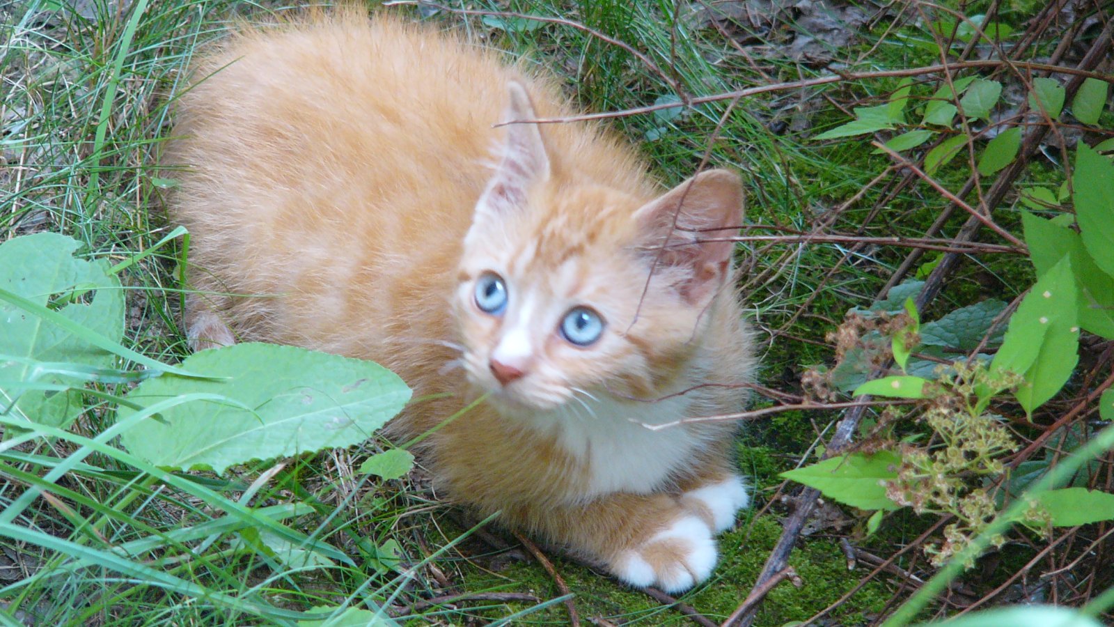 Baixe gratuitamente a imagem Gato, Gatos, Animais na área de trabalho do seu PC