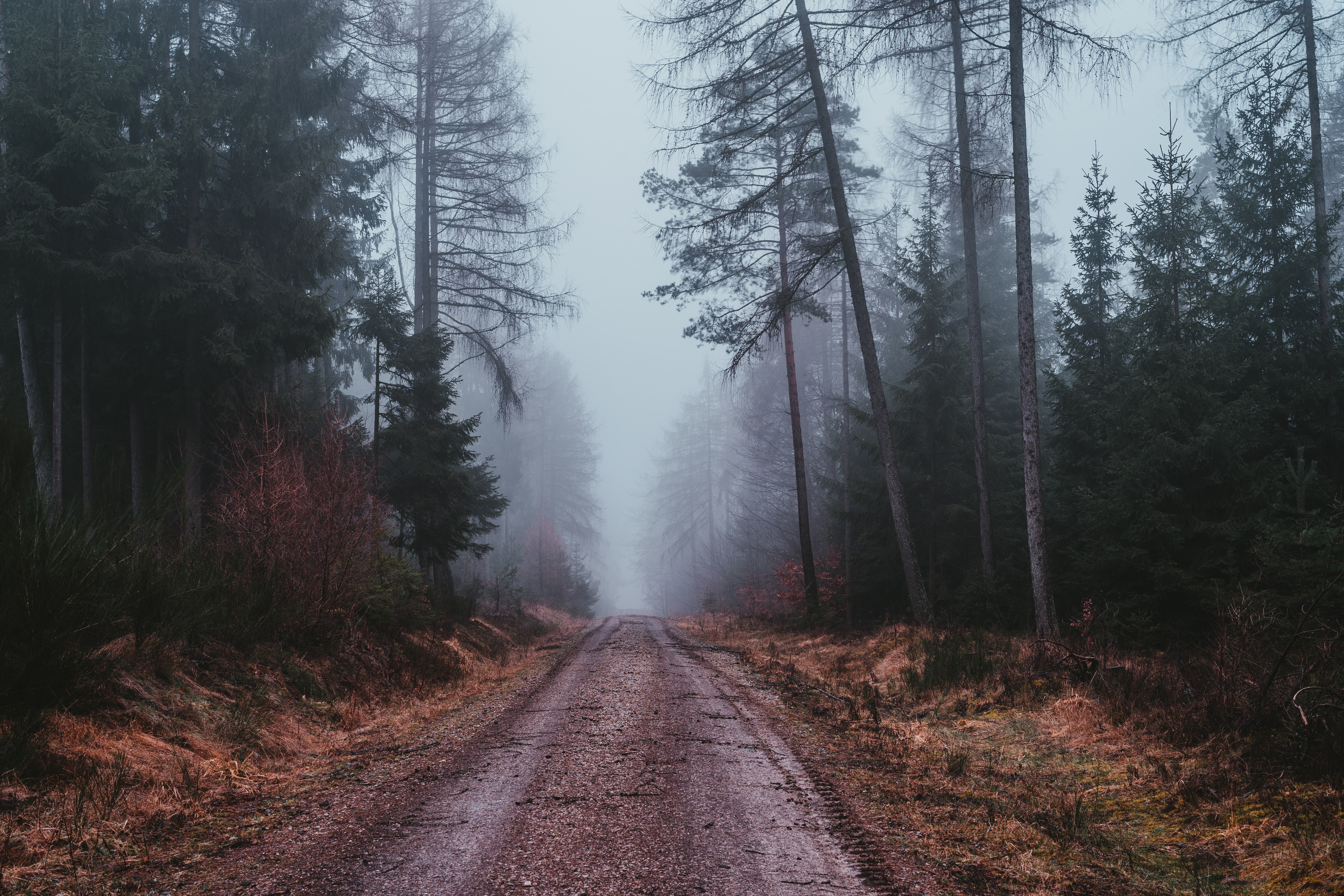 Laden Sie das Natur, Straße, Nebel, Düsteren, Wald, Düster-Bild kostenlos auf Ihren PC-Desktop herunter