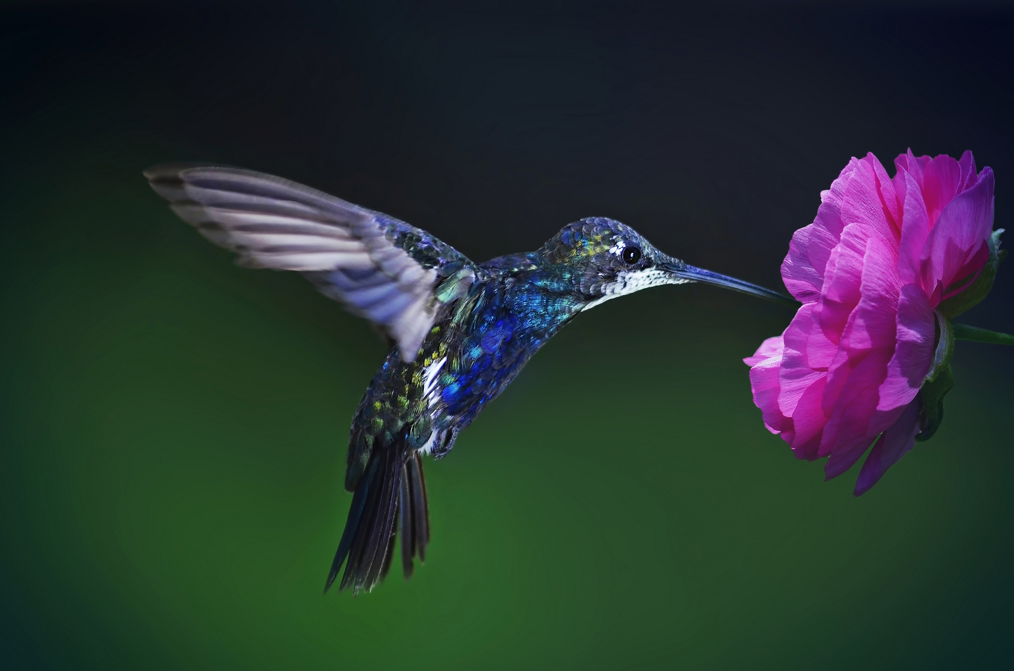 Téléchargez gratuitement l'image Animaux, Macro, Oiseau, Des Oiseaux, Fleur Rose, Colibri sur le bureau de votre PC