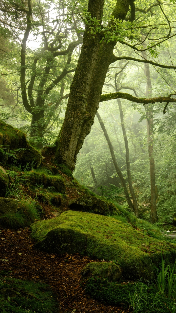 Скачати мобільні шпалери Природа, Ліс, Дерево, Зелень, Земля, Потік безкоштовно.