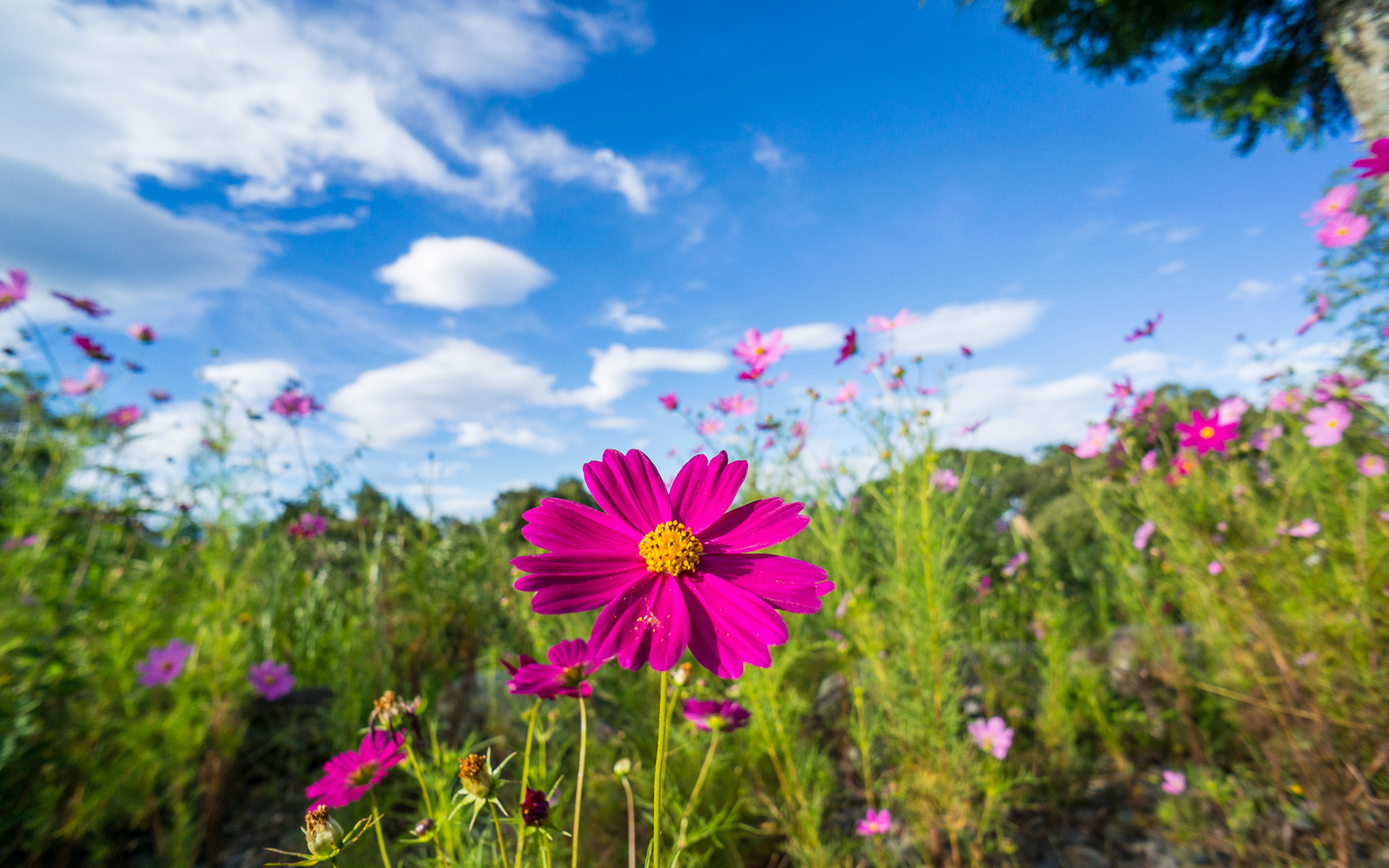 Download mobile wallpaper Flowers, Flower, Earth for free.