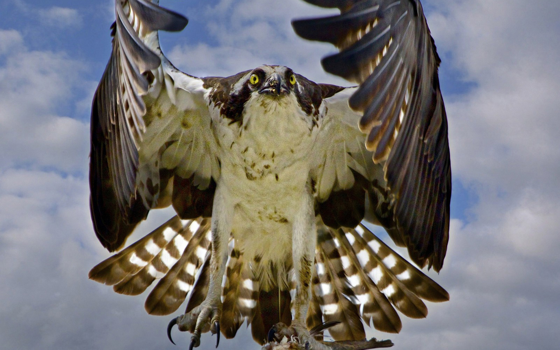 Laden Sie das Tiere, Vögel, Vogel, Adler-Bild kostenlos auf Ihren PC-Desktop herunter