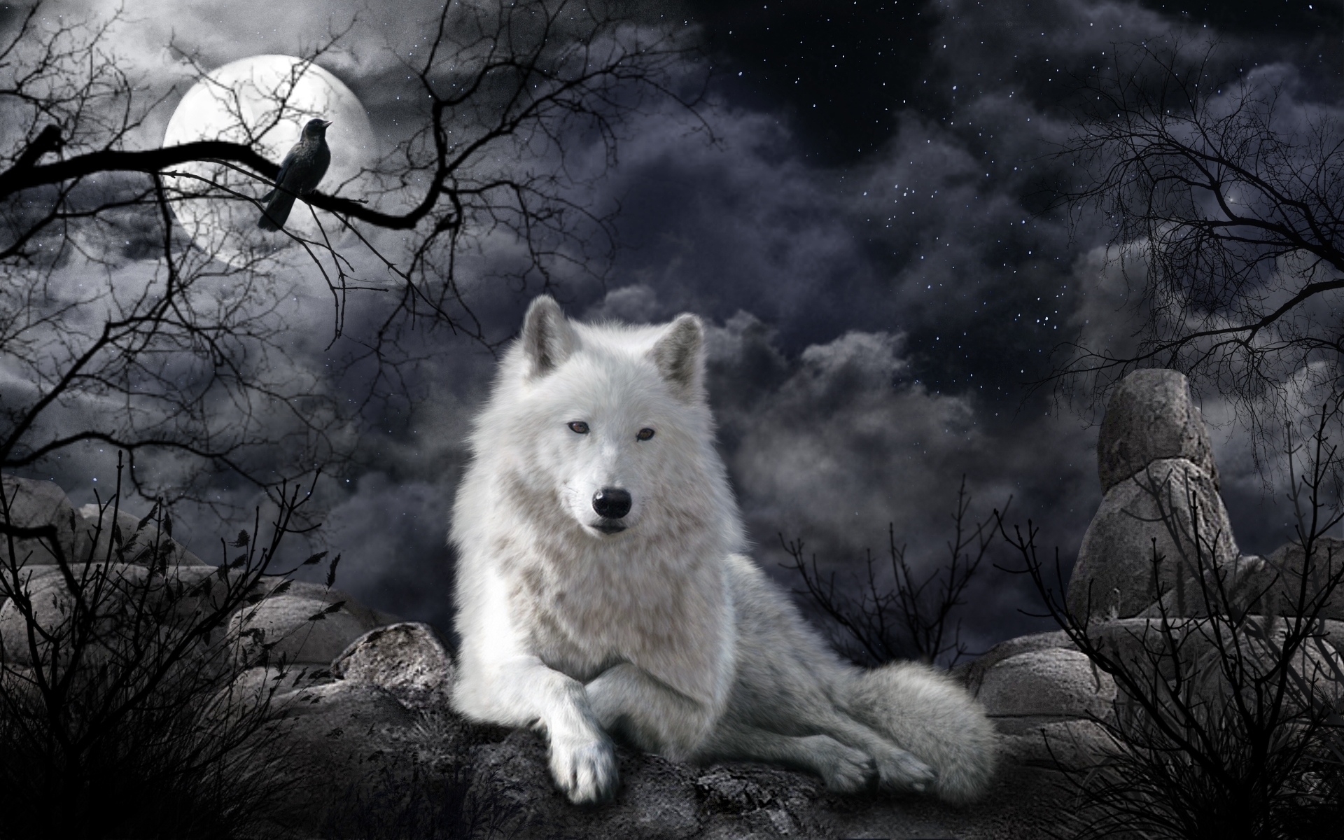 white wolf, wolf, raven, animal, night, wolves