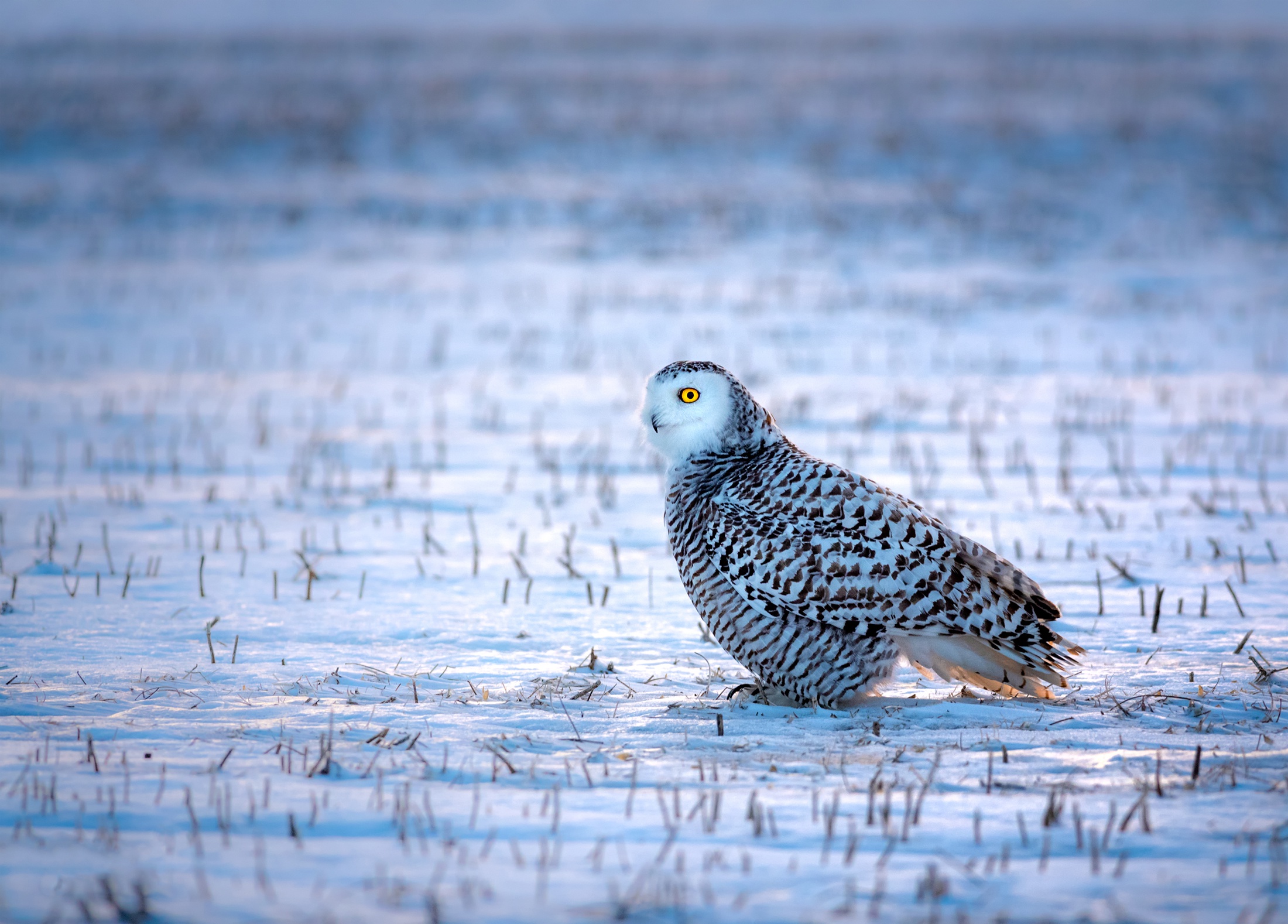 Download mobile wallpaper Winter, Birds, Owl, Snow, Bird, Animal, Snowy Owl for free.
