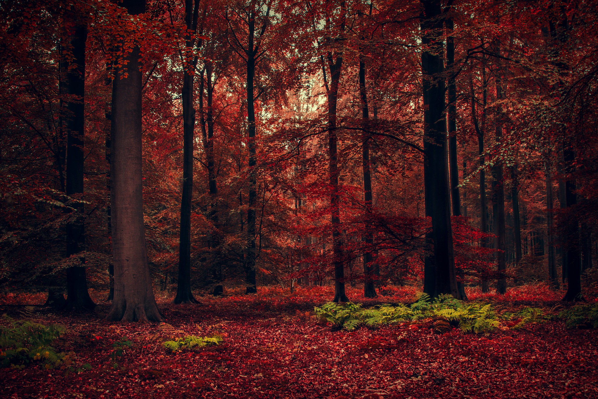 Téléchargez gratuitement l'image Automne, Forêt, Arbre, La Nature, Terre/nature sur le bureau de votre PC