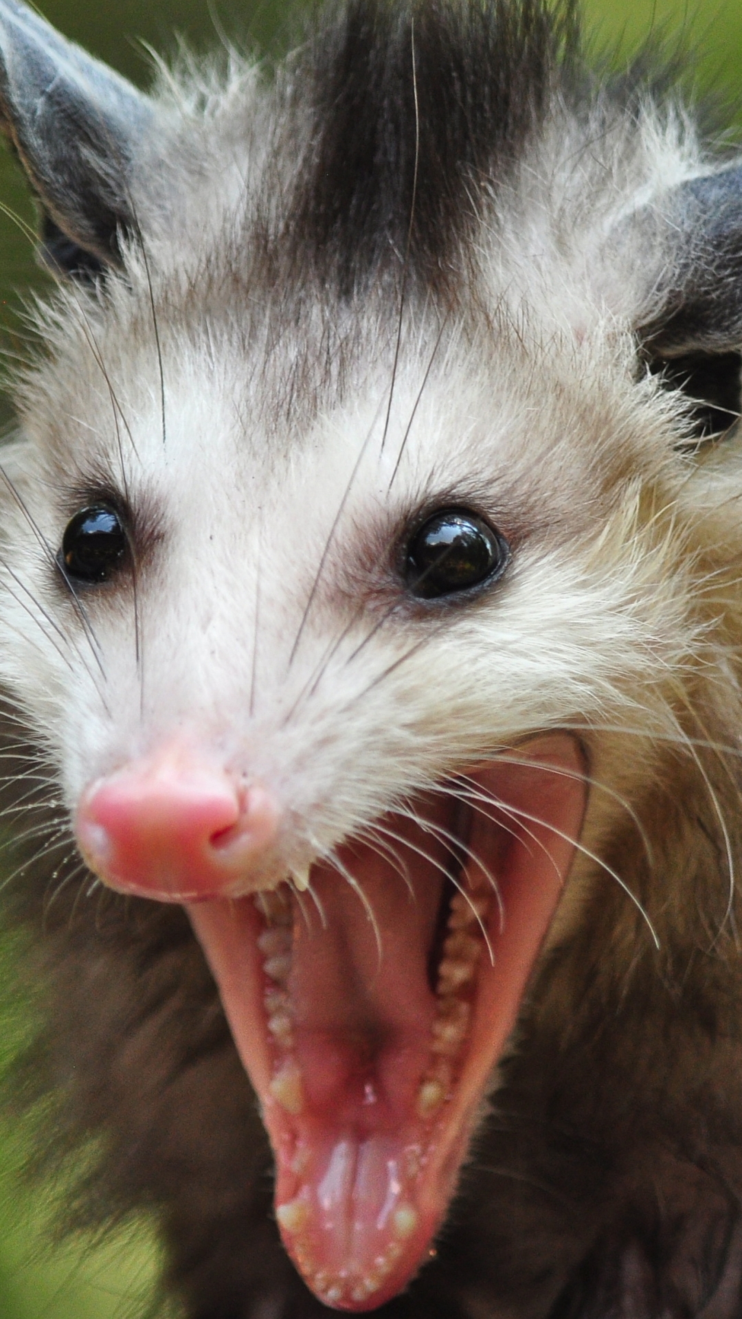 1246656 télécharger le fond d'écran animaux, opossum - économiseurs d'écran et images gratuitement