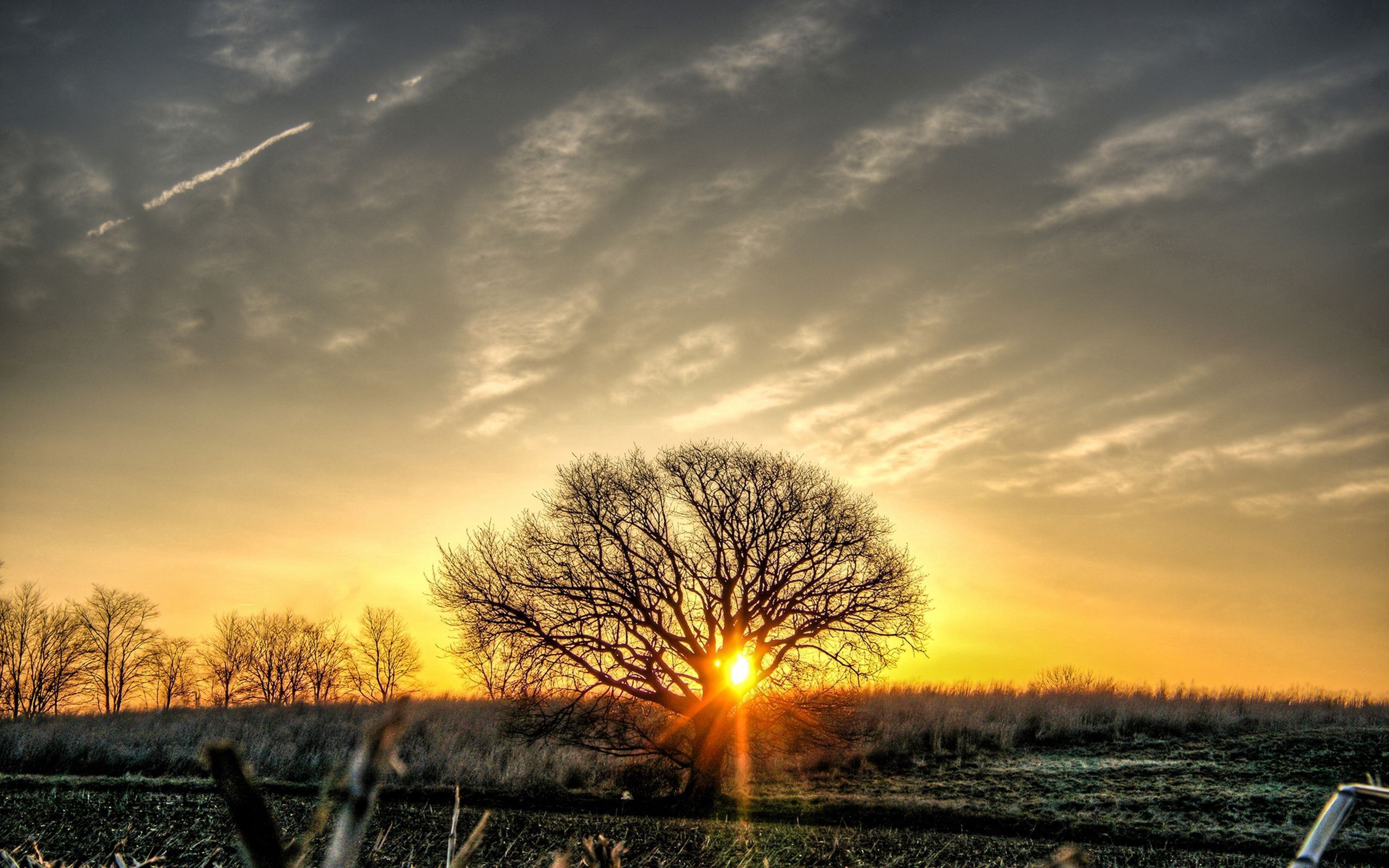 Download mobile wallpaper Field, Nature, Sky, Wood, Tree, Sunset for free.