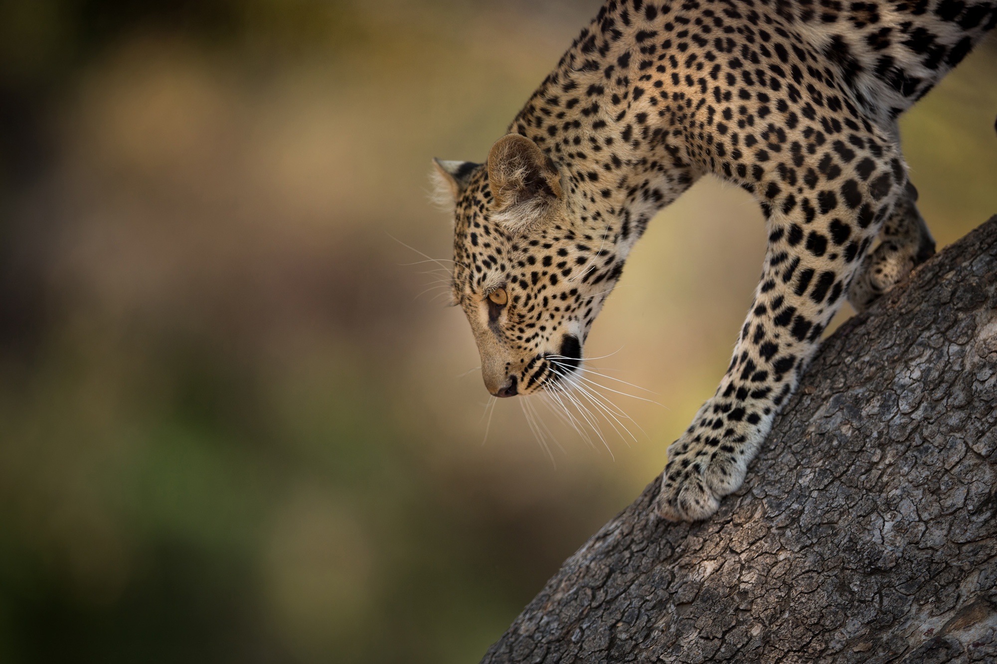 Handy-Wallpaper Tiere, Katzen, Leopard kostenlos herunterladen.