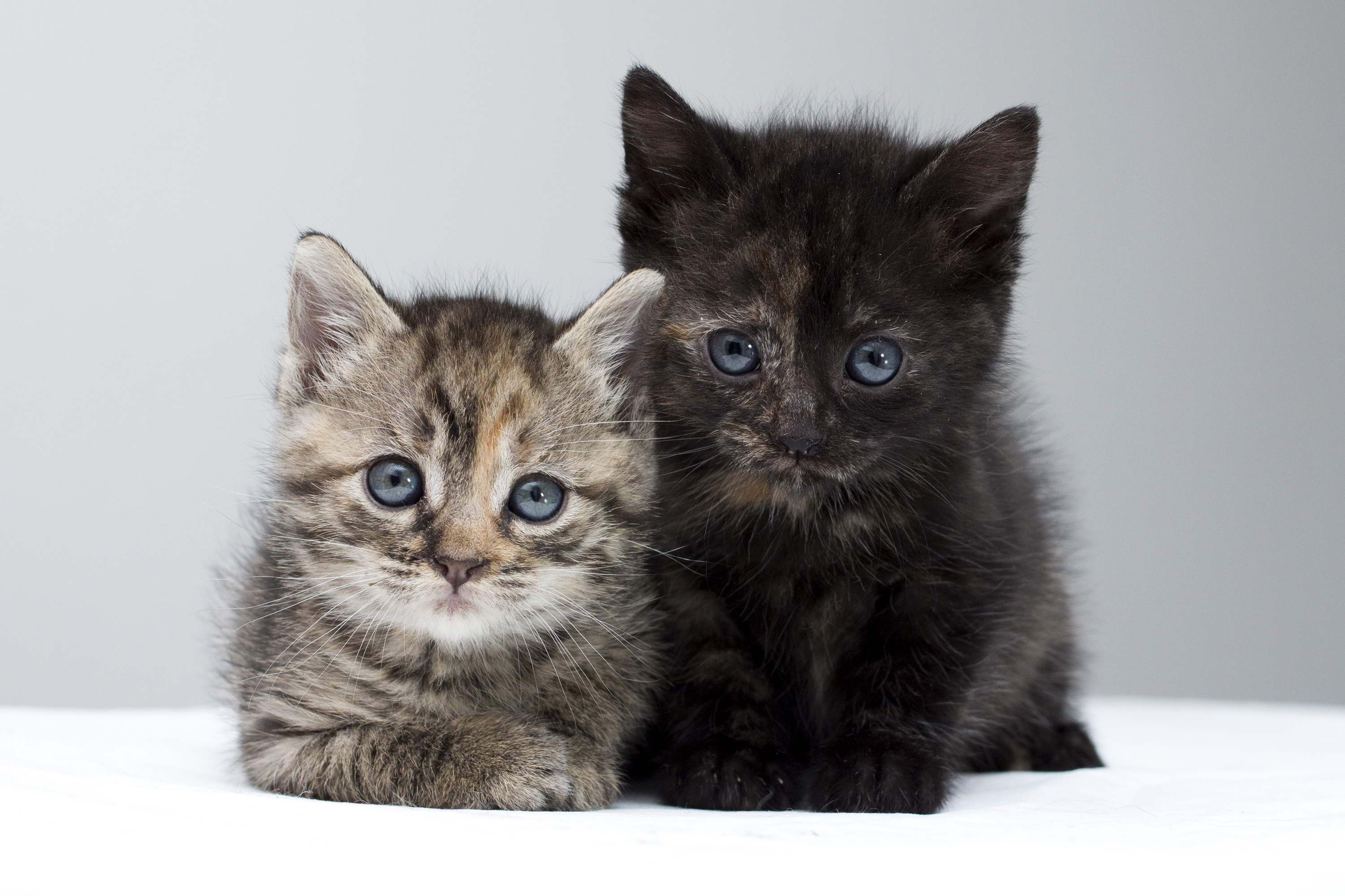 Téléchargez gratuitement l'image Animaux, Chats, Chat, Chaton, Yeux Bleus sur le bureau de votre PC