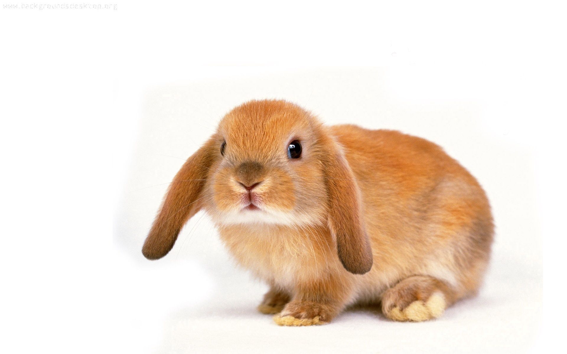 64767 Bild herunterladen kaninchen, tiere, ohren, kind, tot, charmant - Hintergrundbilder und Bildschirmschoner kostenlos