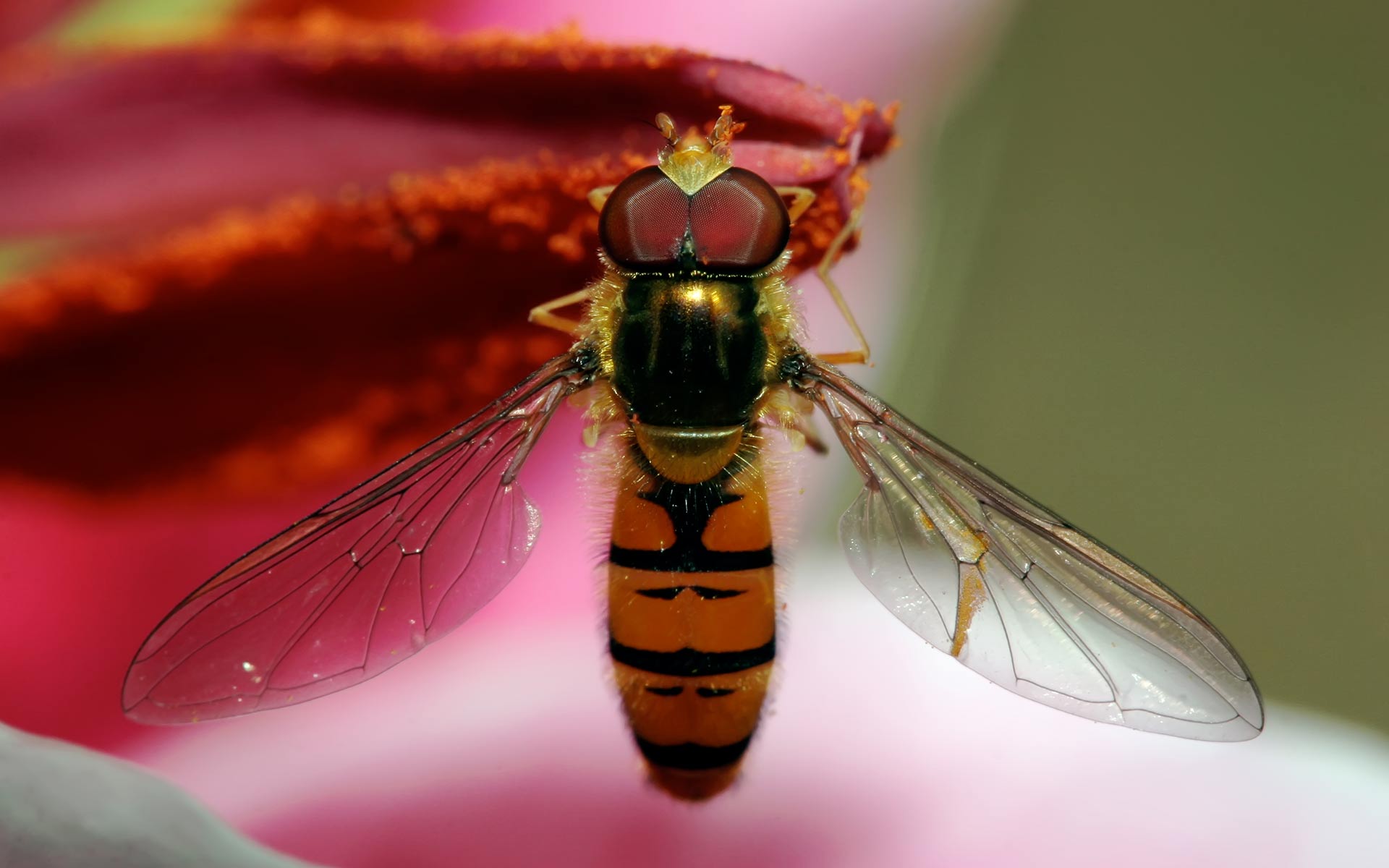 animal, hoverfly, close up, fly, insect, macro, syrphid flies, wings