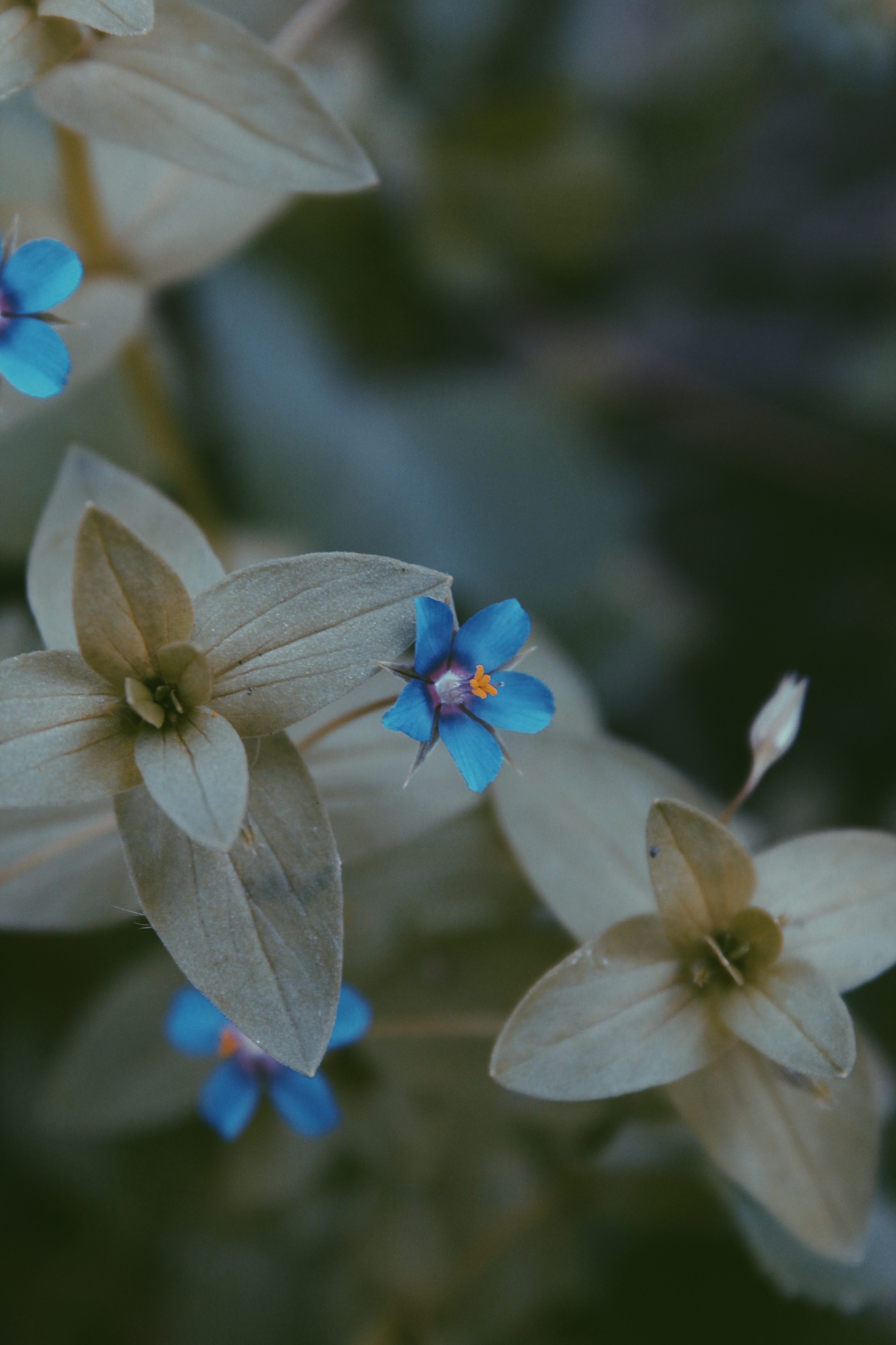 98469壁紙のダウンロード葉, 緑, 青, 花, 大きい, マクロ, ぼやけ, 滑らか, 青い, フローラ, 植物相-スクリーンセーバーと写真を無料で