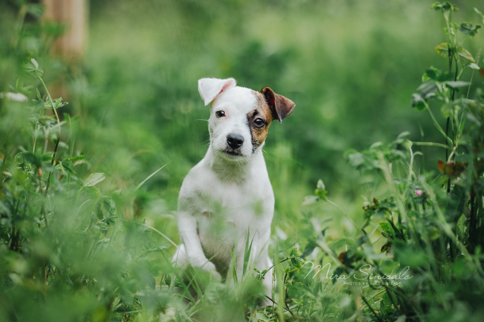 Laden Sie das Tiere, Hunde, Hund, Jack Russell Terrier-Bild kostenlos auf Ihren PC-Desktop herunter