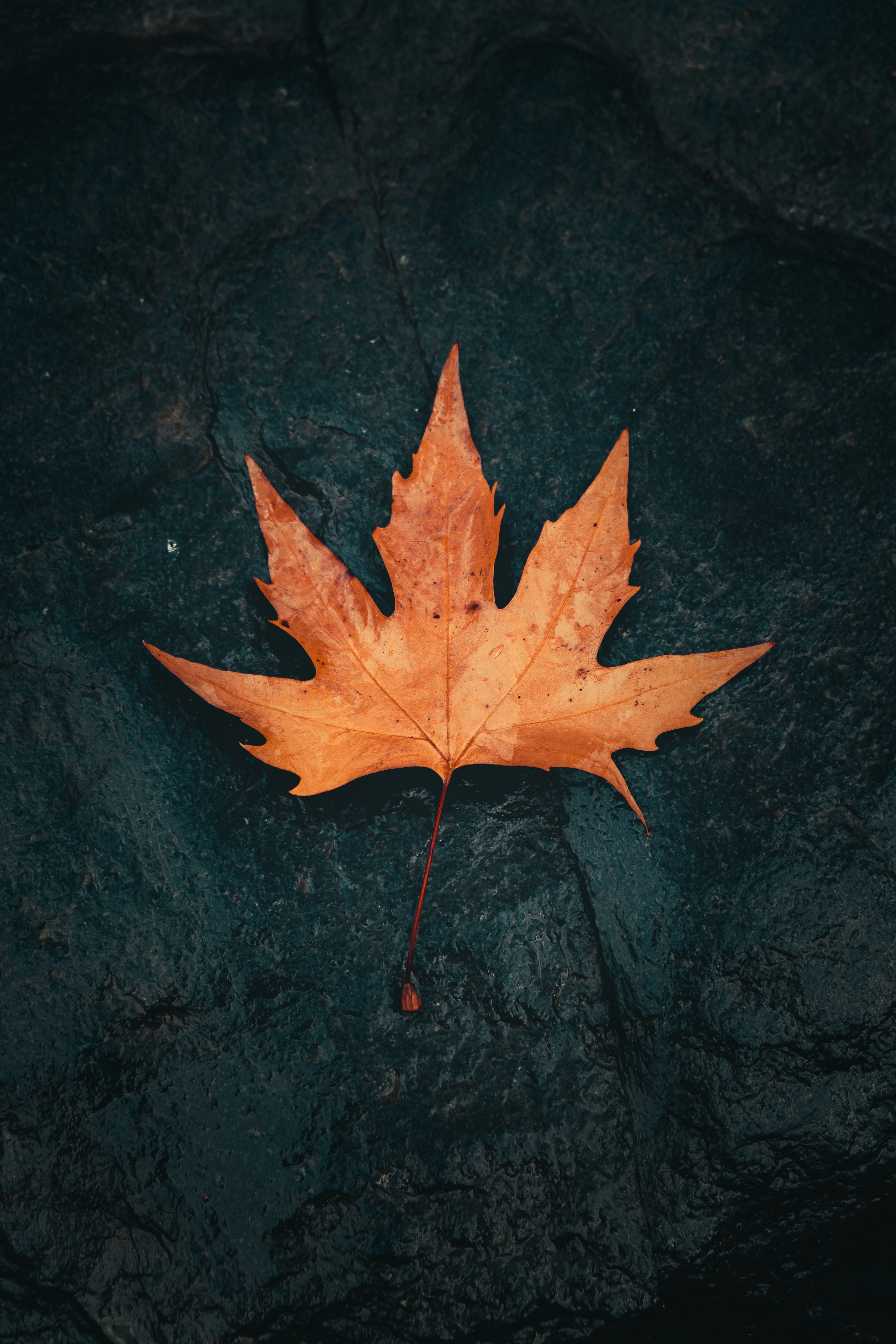 Best Maple phone Wallpapers