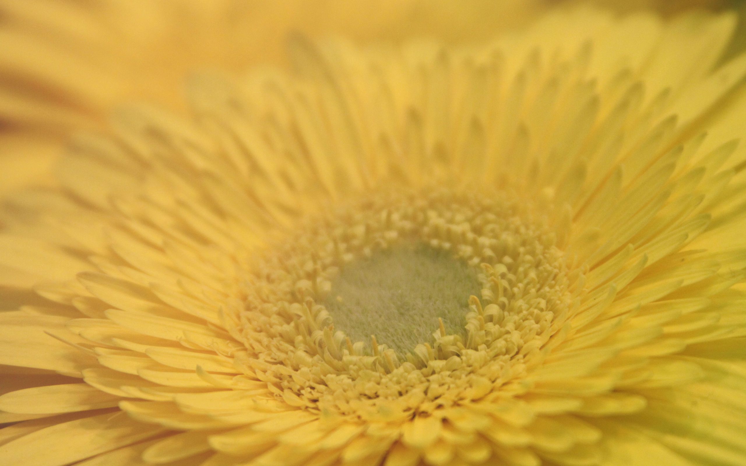 android flower, macro, petals, form, small