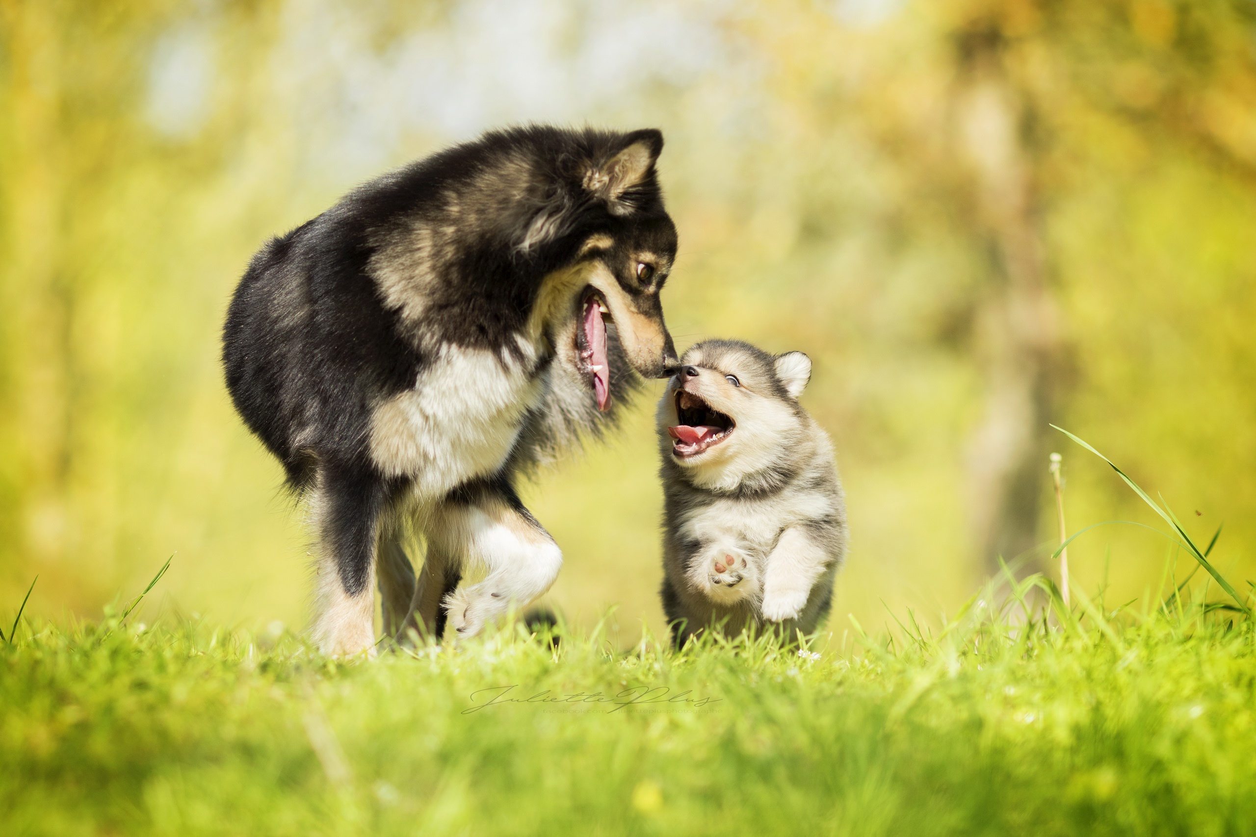 Free download wallpaper Dogs, Grass, Love, Dog, Animal, Puppy, Baby Animal, Depth Of Field on your PC desktop