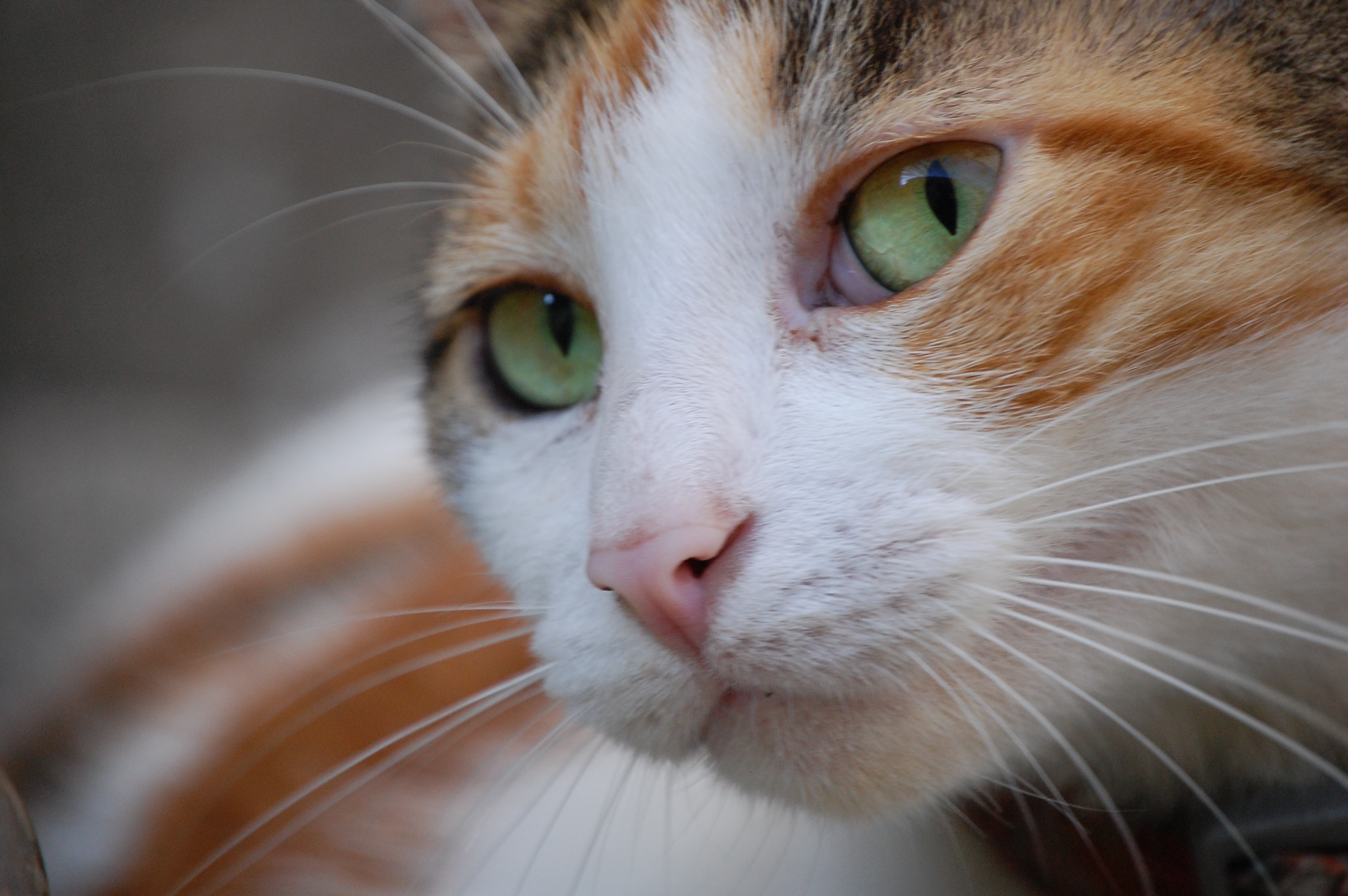 Baixe gratuitamente a imagem Animais, Gatos, Gato na área de trabalho do seu PC