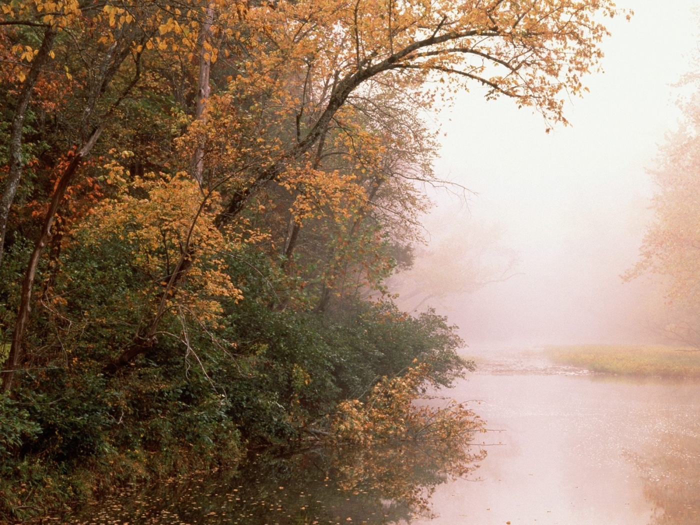 無料モバイル壁紙川, 木, 秋, オレンジ, 風景をダウンロードします。