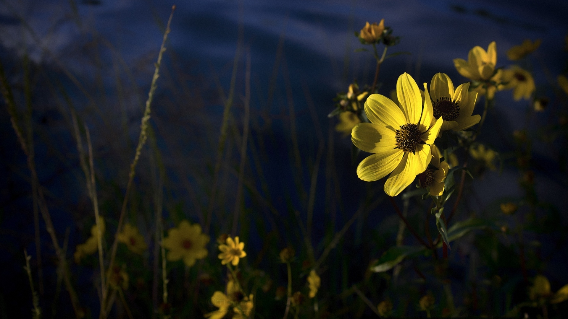 Descarga gratuita de fondo de pantalla para móvil de Flores, Flor, Tierra/naturaleza.