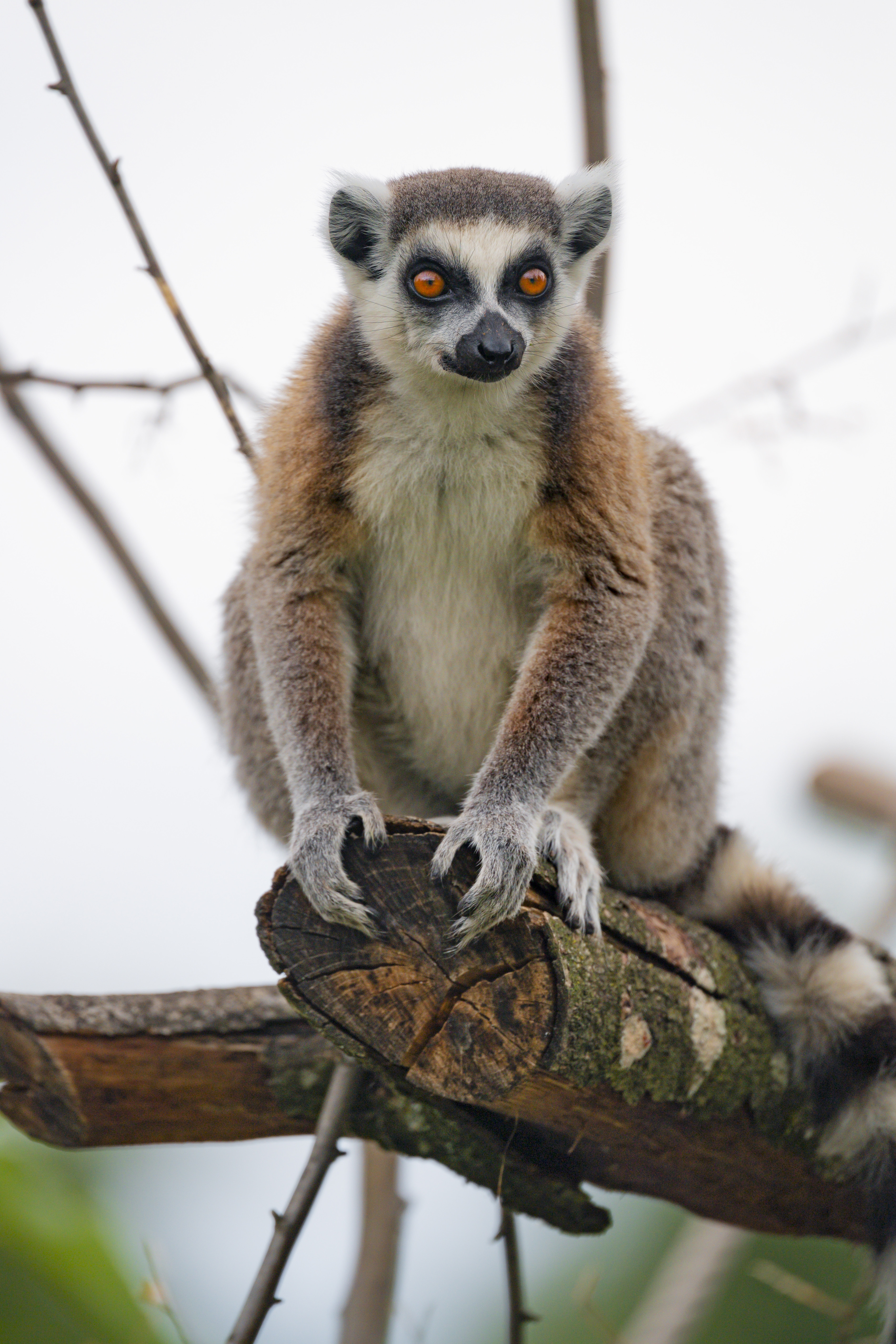 animal, wood, animals, funny, tree, sight, opinion, lemur for android