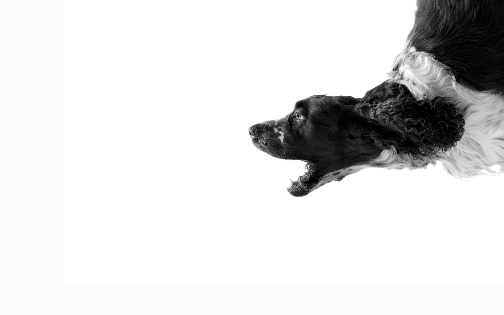 Скачать обои бесплатно Животные, Собаки, Артфото картинка на рабочий стол ПК