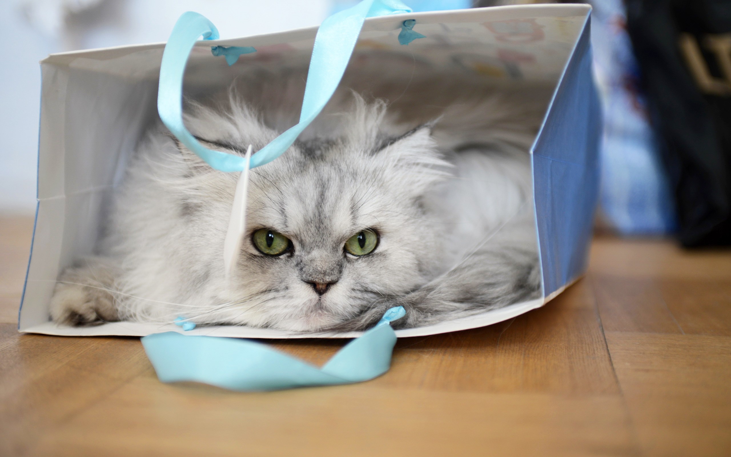 384231 скачать обои персидская кошка, животные, сумка, кот, кошки - заставки и картинки бесплатно